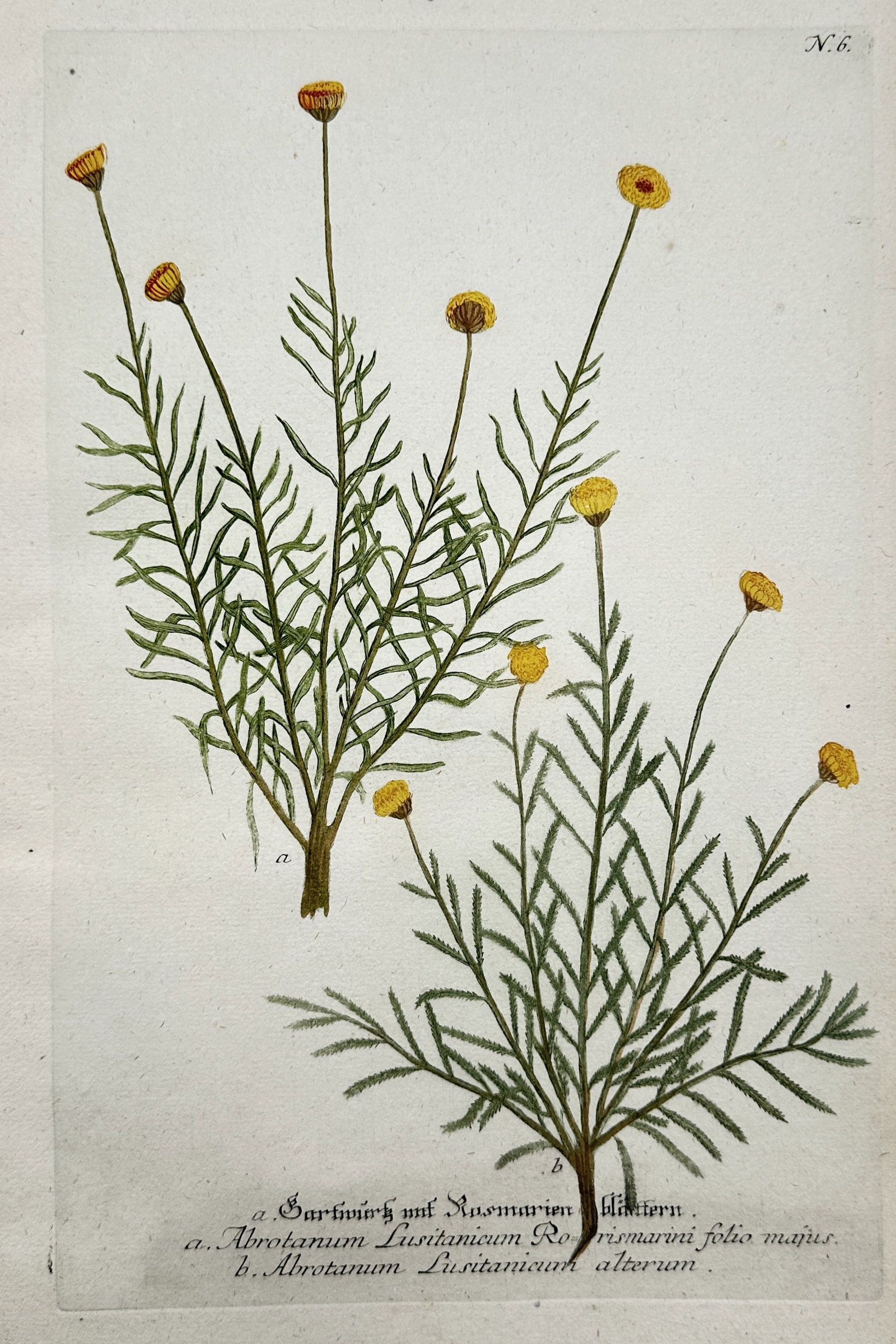 Johann Wilhelm Weinmann – Botanical Studies of Southernwood and Wormwood Species (1 of 2)