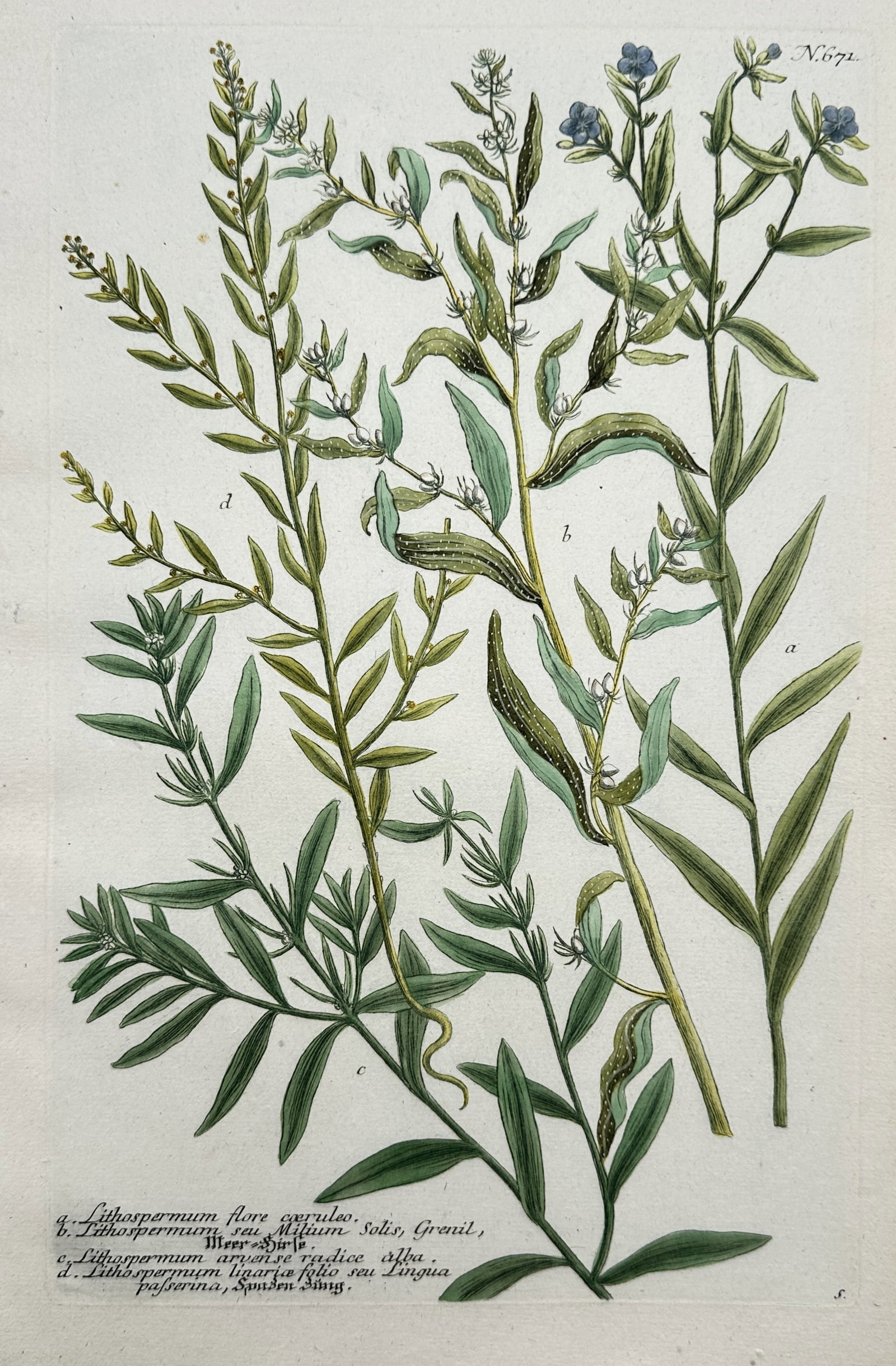 Johann Wilhelm Weinmann – Botanical Studies of Gromwell Species (1 of 2)