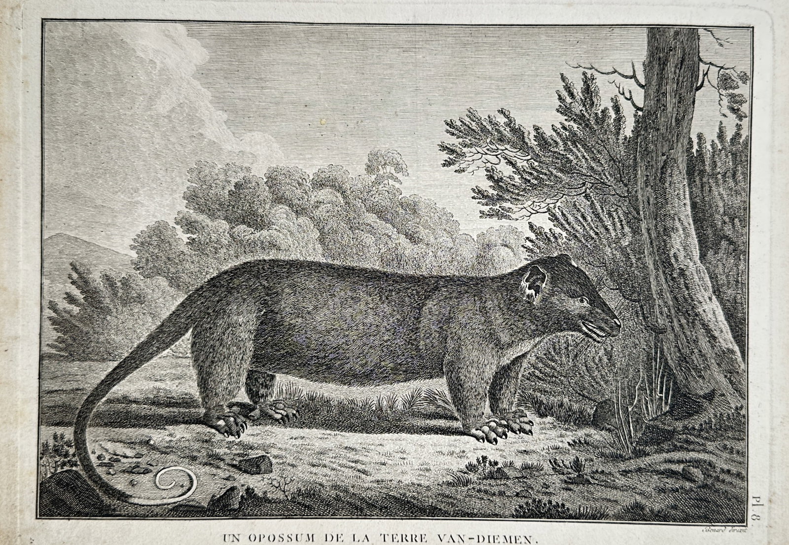 John Webber (1751–1793) – An Opossum of Van Diemen's Land – Copper engraving (c. 1784) (1 of 2)