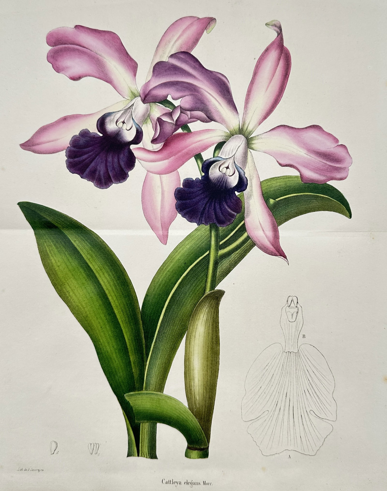Charles Morren – Botanical Study of a Cattleya Orchid – Hand-coloured lithograph (c. 1845) (1 of 2)