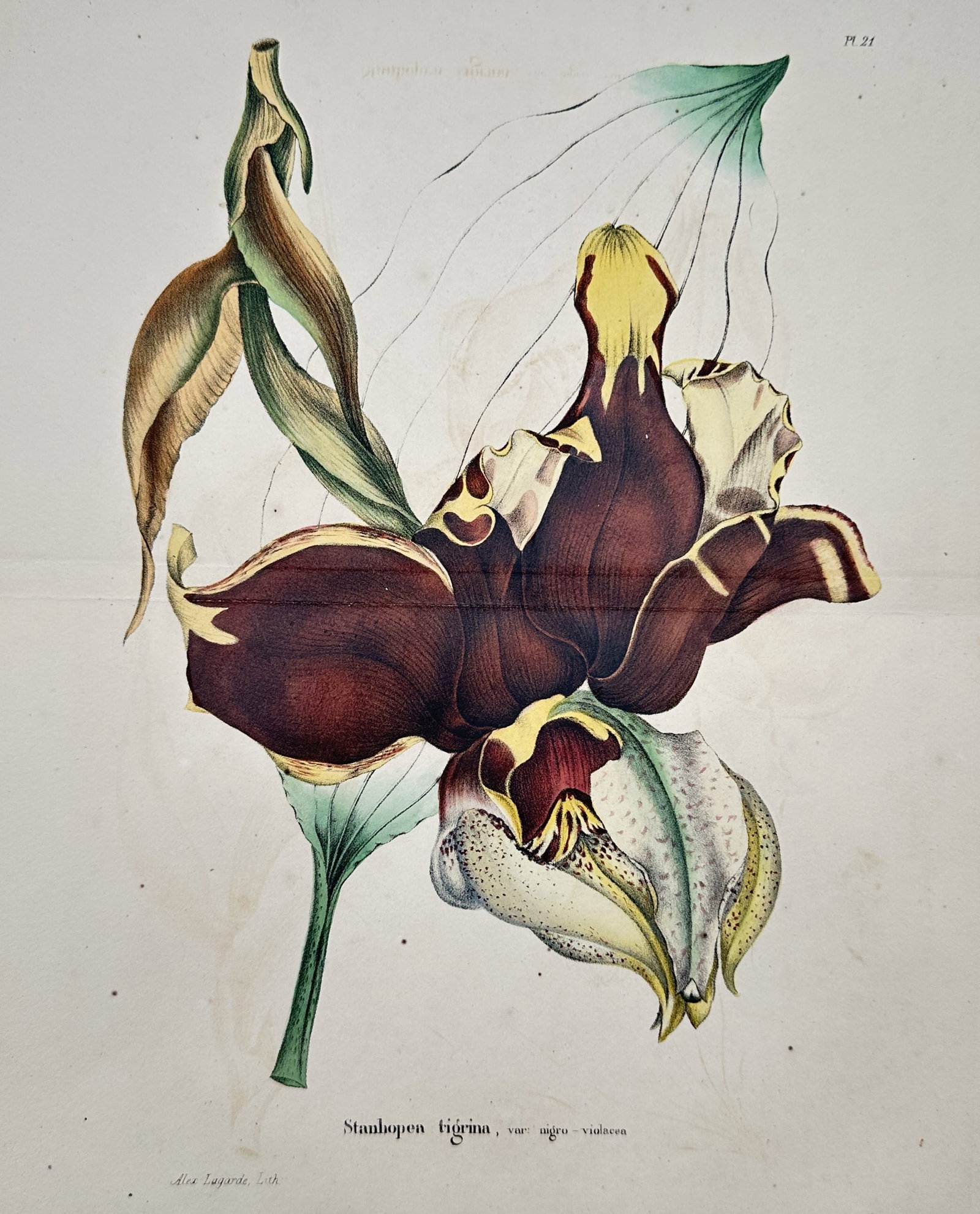 Charles Morren – Botanical Study of a Stanhopea Orchid – Hand-coloured lithograph (c. 1845) (1 of 2)
