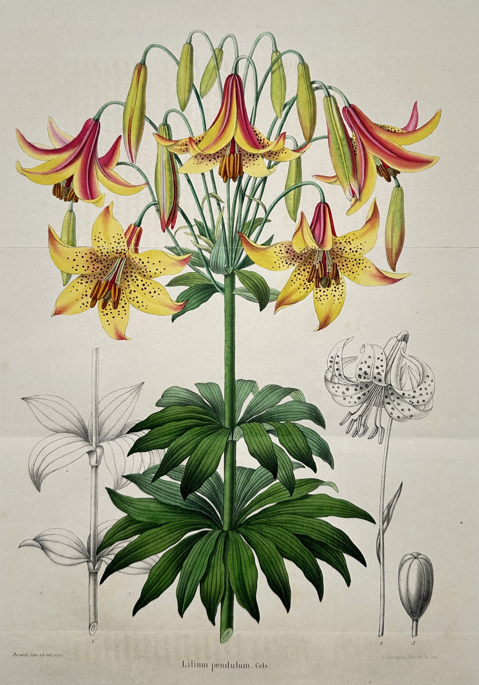 Charles Morren – Botanical Study of a Pendulous Martagon Lily – Hand-coloured lithograph (c.: "Lilium Pendulum Cels" illustrates a broad overview of a magnificent lily specimen depicted to showcase its elegant flowering structures and habit. The work is a hand-coloured lithograph published in 