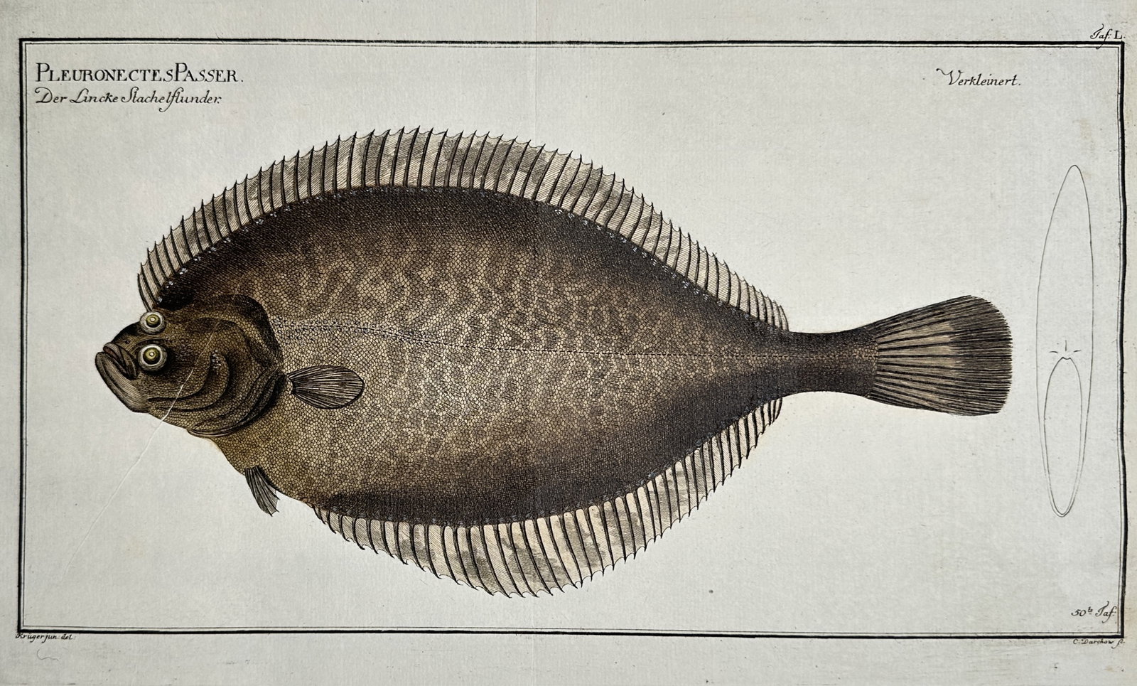 Marcus Elieser Bloch (1723–1799) – Ichthyological Study of a European Flounder (1 of 2)