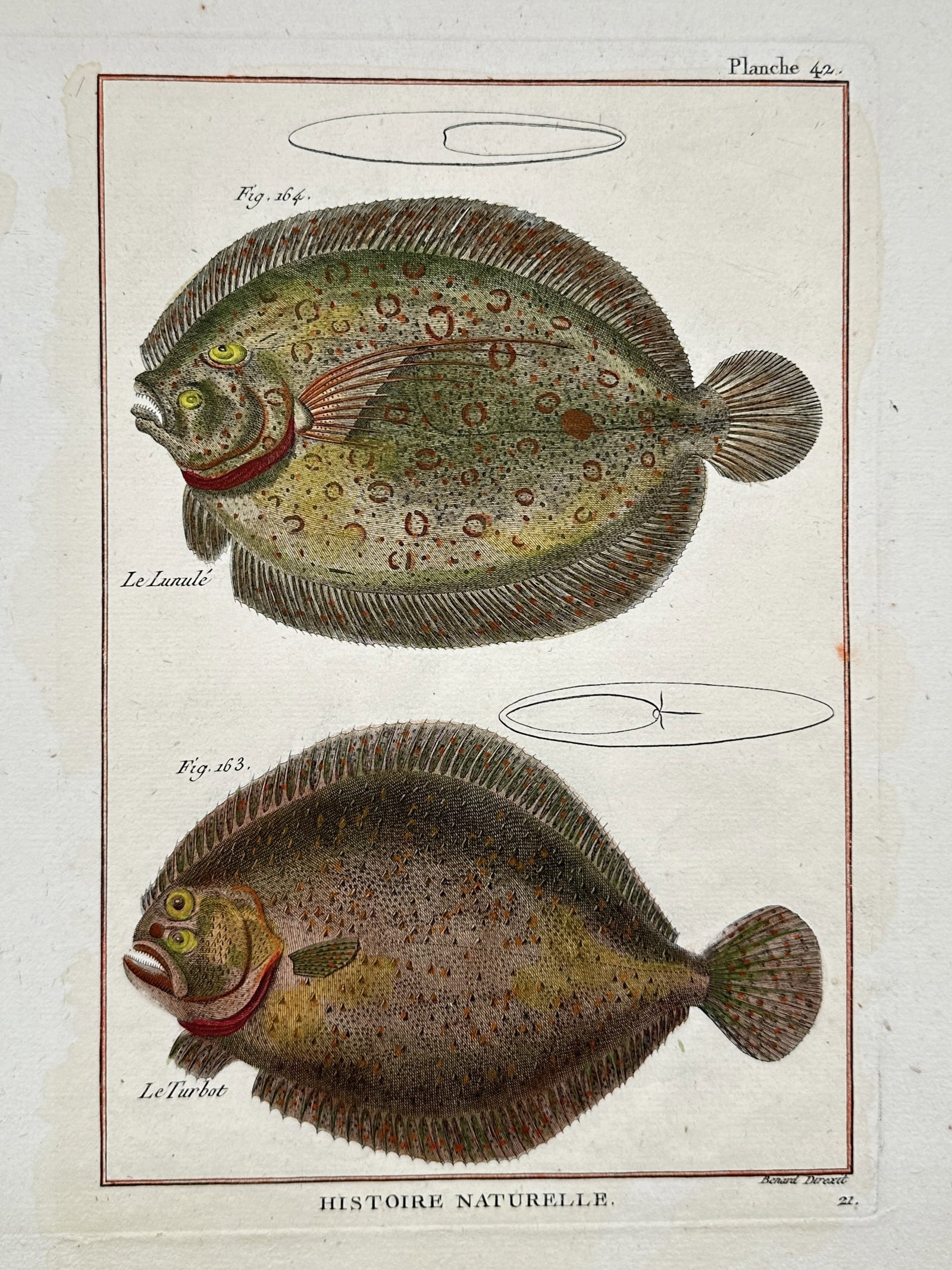 Robert Bénard – Ichthyological Studies of a Whiff and a Turbot Flatfish (1 of 2)