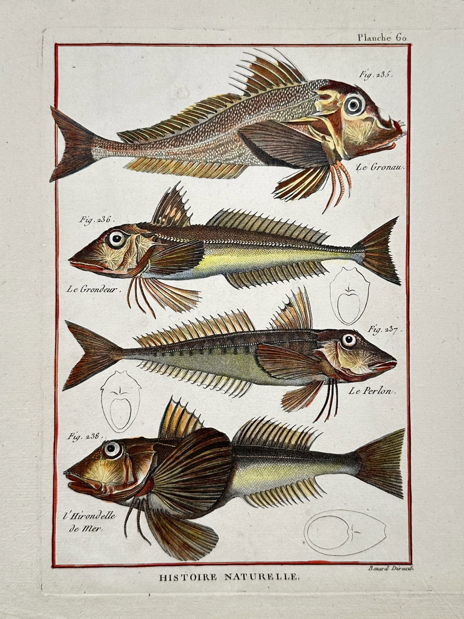 Robert Bénard – Ichthyological Studies of Gurnard Species – Hand-coloured copper engraving (1 of 2)