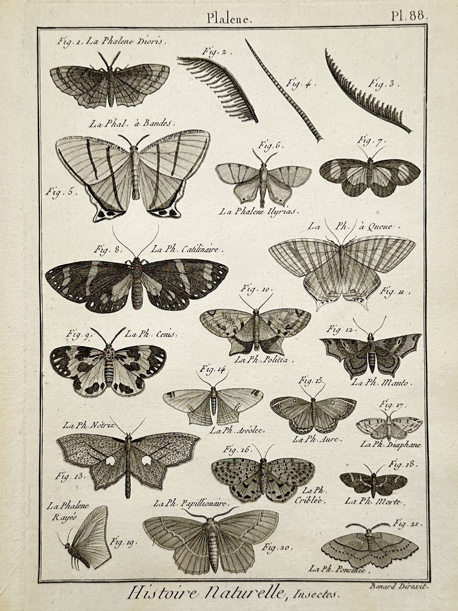 Robert Bénard – Entomological Studies of Moth Species – Copper engraving (c. 1788): "La Phalene Divis" illustrates a broad overview of several distinct species of moths and specialized insect antennae configurations depicted to highlight their diverse anatomical structures. The work 