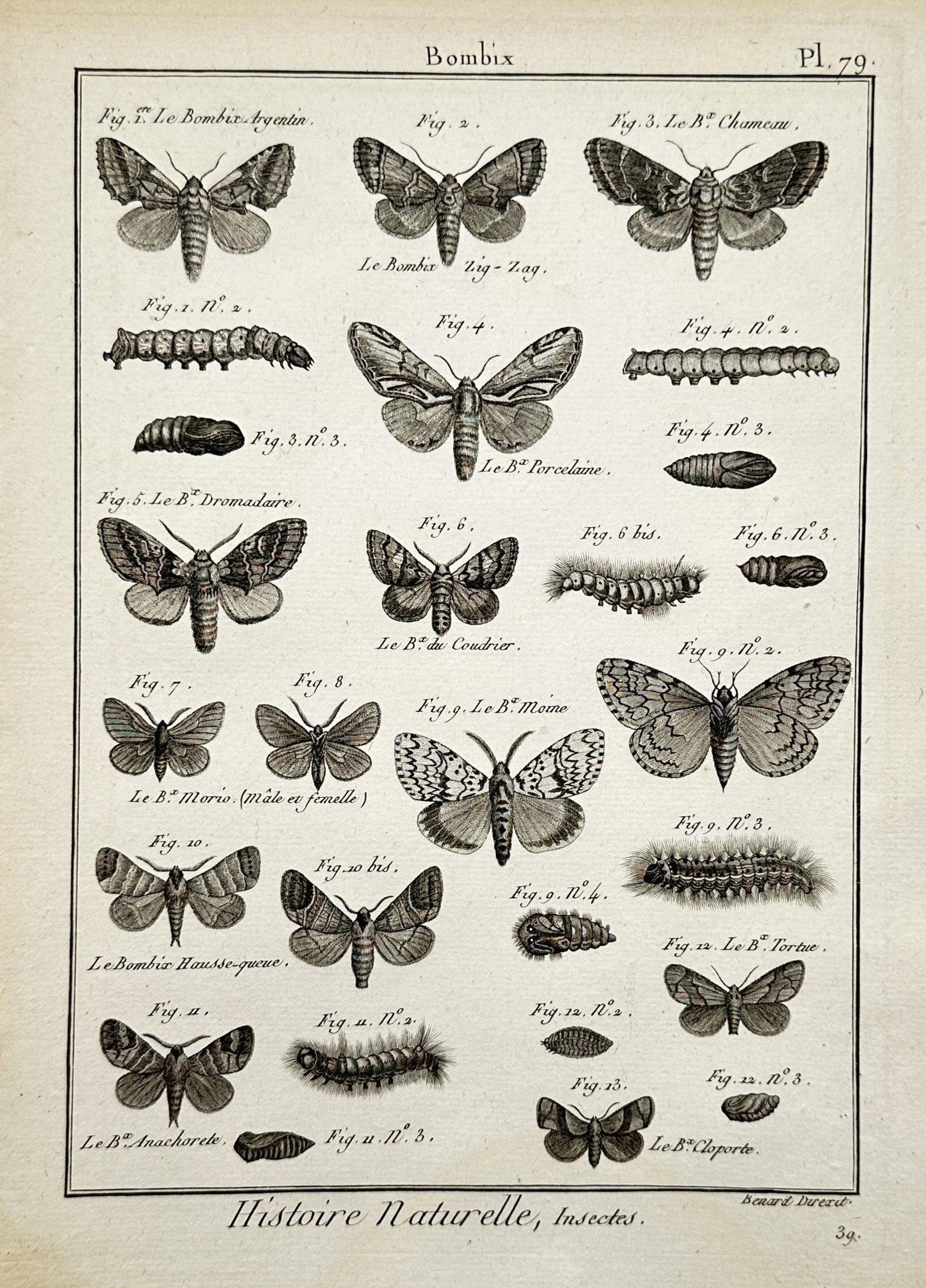 Robert Bénard – Entomological Studies of Silkmoth and Caterpillar Species – Copper engraving (1 of 2)