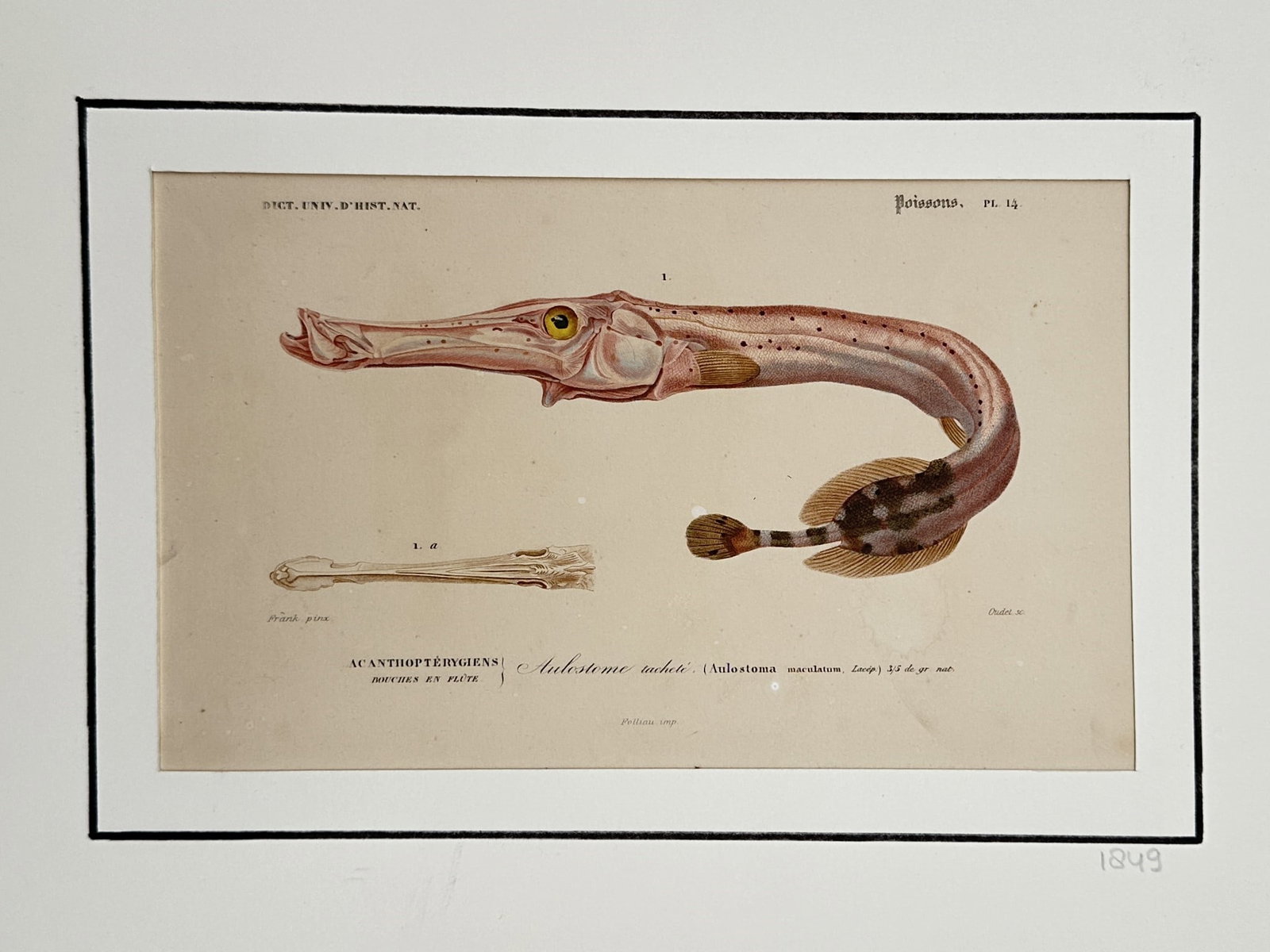 Charles d'Orbigny (1806–1876) – Ornithological Studies of Toucan Species: "Toucan" illustrates a broad overview of two distinct tropical toucan species depicted to emphasize their extraordinary physical characteristics. The work is a hand-coloured engraving from the monumen