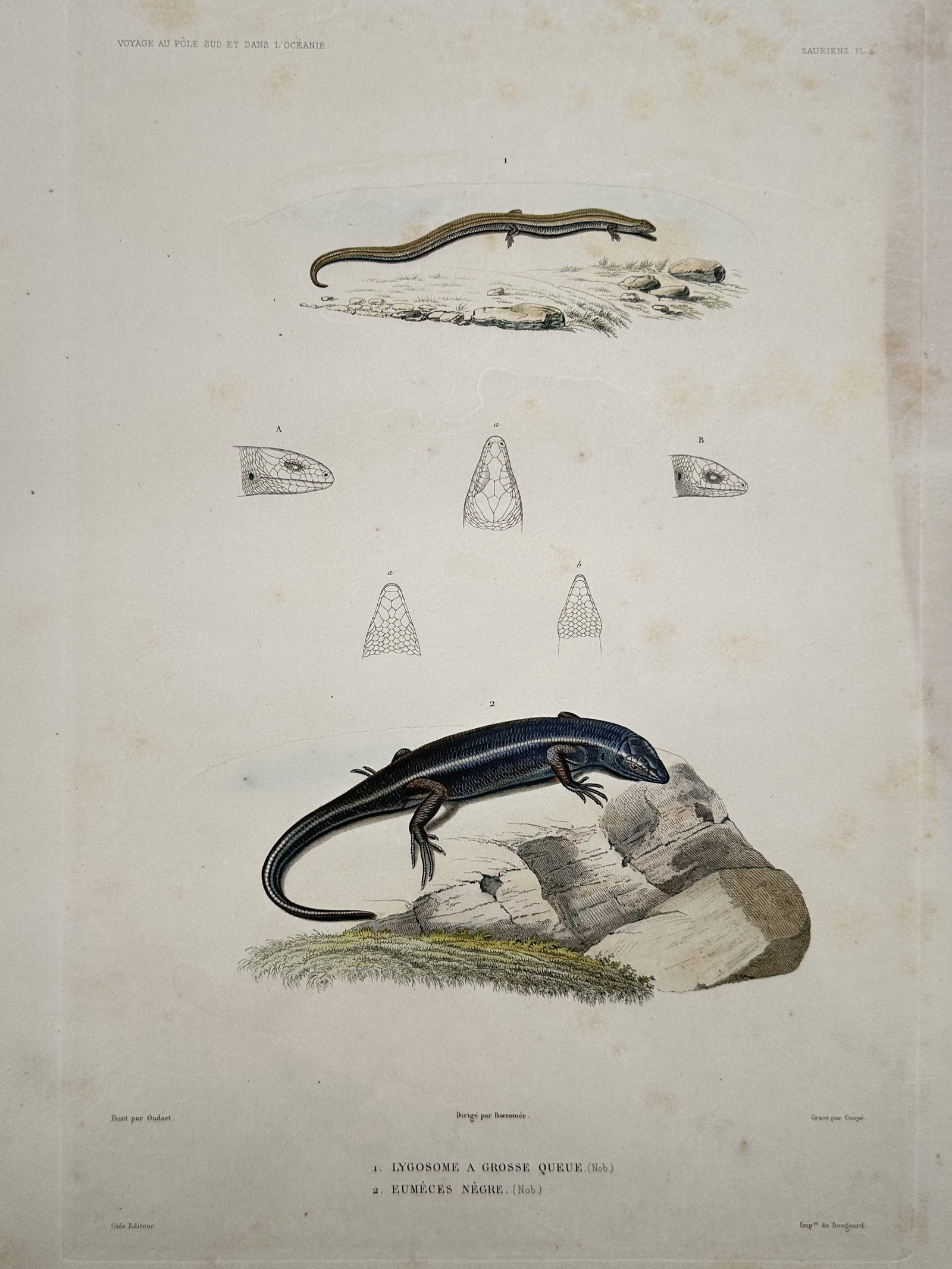 Casimir Gide – Herpetological Studies of Skink Species – Hand-coloured engraving (c. 1846) (1 of 2)