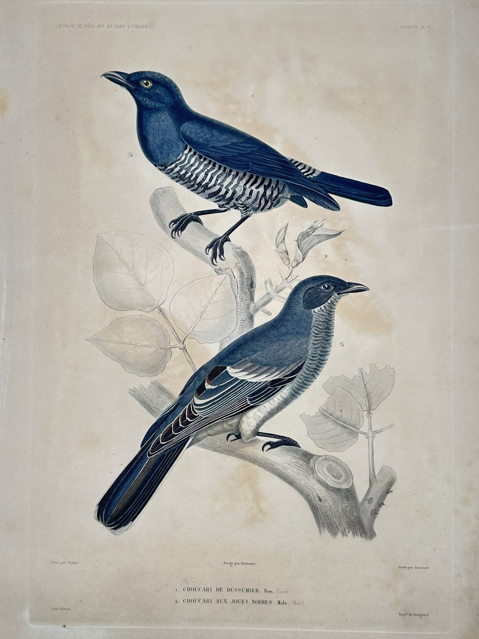 Casimir Gide – Ornithological Studies of Cuckooshrike Species – Hand-coloured engraving (1 of 2)
