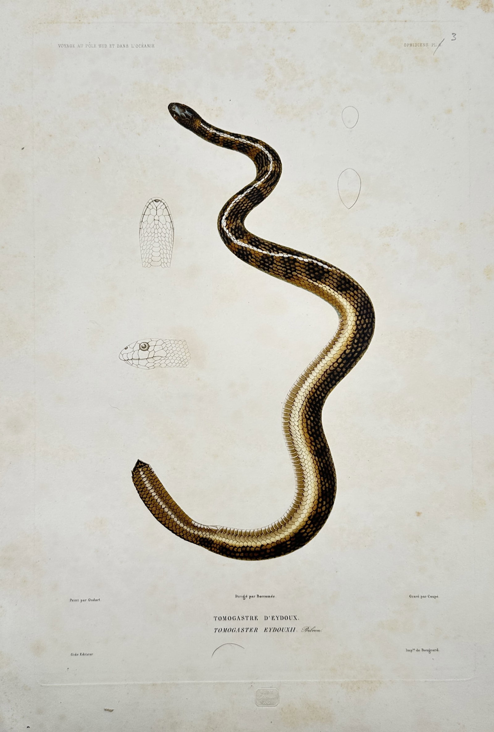 Casimir Gide – Herpetological Studies of a Sea Snake – Hand-coloured engraving (c. 1846) (1 of 2)
