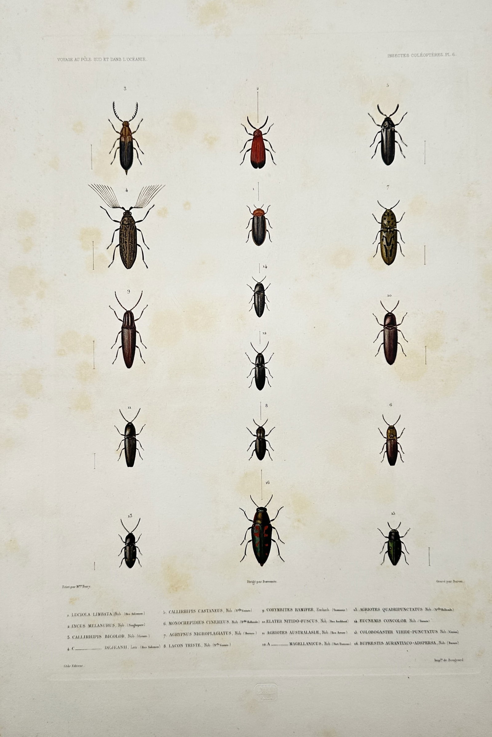 Casimir Gide – Entomological Studies of Exotic Beetle Species – Hand-coloured engraving (1 of 2)