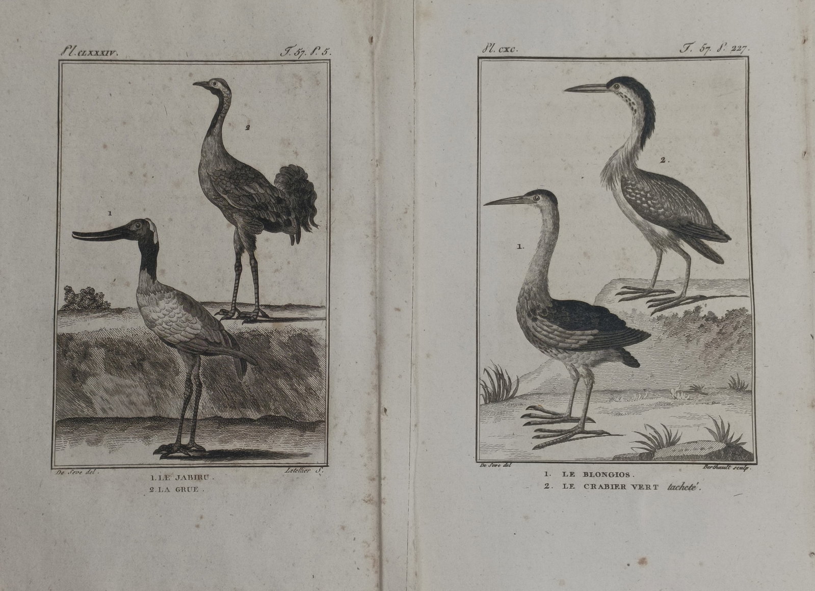 Georges-Louis Leclerc, Comte de Buffon – Set of 2: Ornithological Studies of Wading Birds and (1 of 2)
