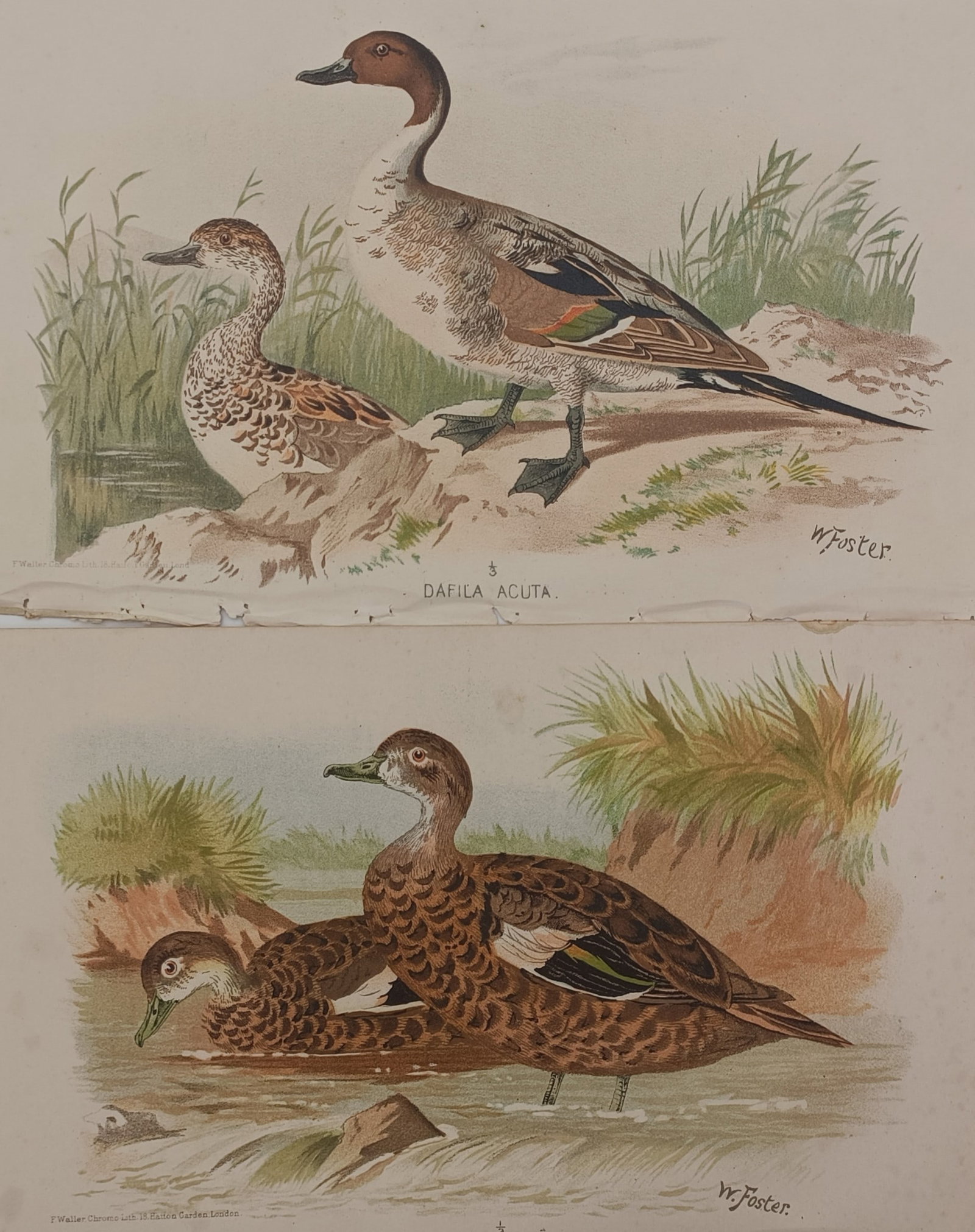 William Foster – Set of 2: Ornithological Studies of the Northern Pintail and Sunda Teal (1 of 2)