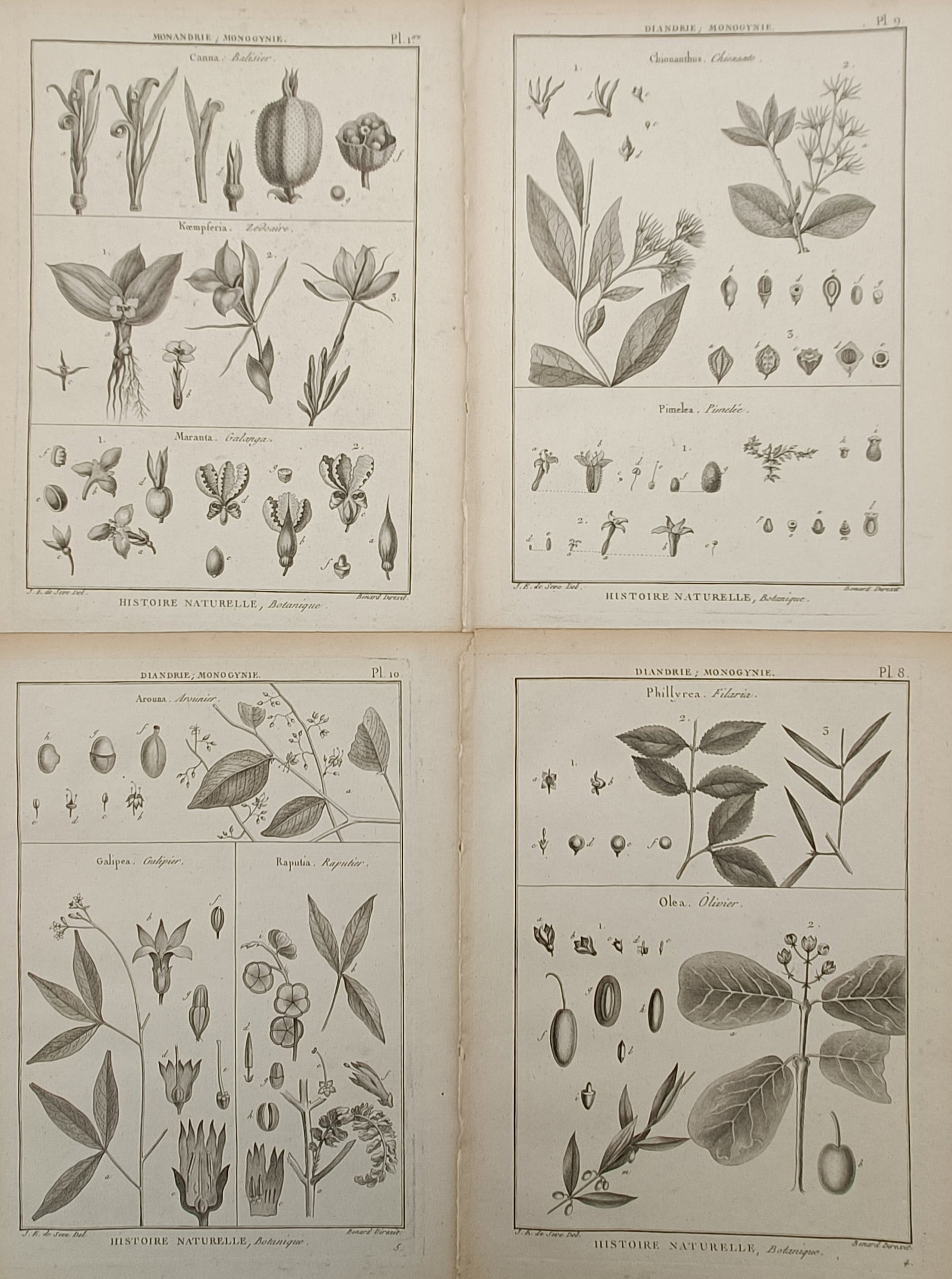 Robert Bénard – Set of 4: Comparative Botanical Studies of Exotic and Economic Plants (1 of 2)