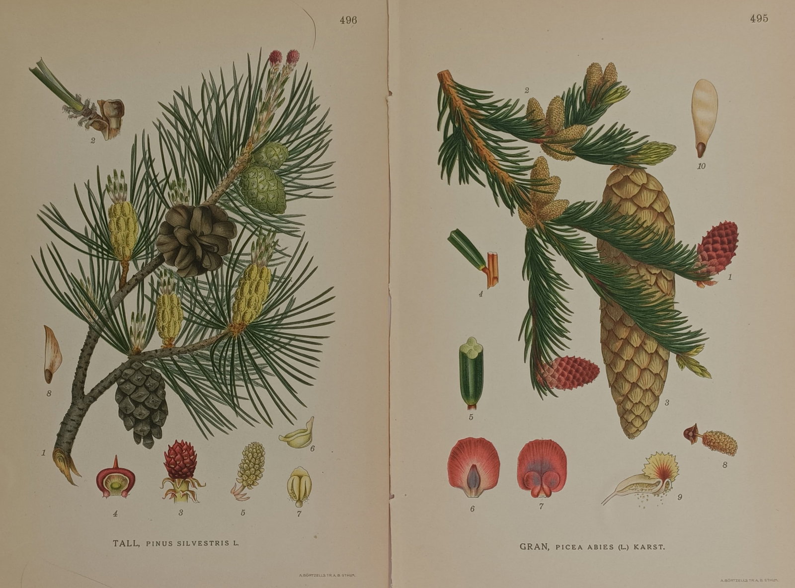 Carl Lindman – Set of 2: Botanical Studies of the Scots Pine and Norway Spruce – (1 of 2)