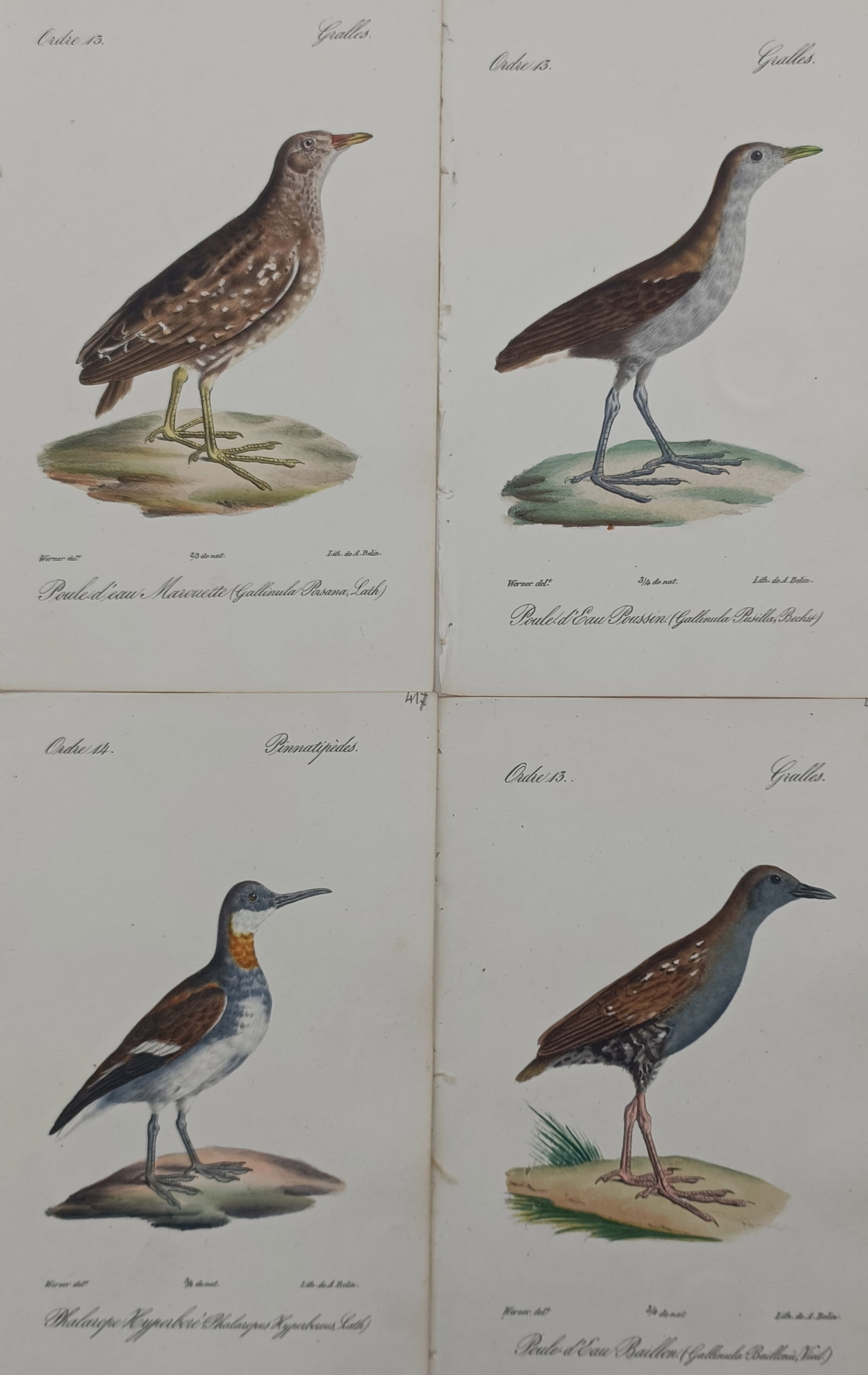 Jean Werner – Set of 4: Ornithological Studies of Rails, Crakes, and Phalaropes (1 of 2)