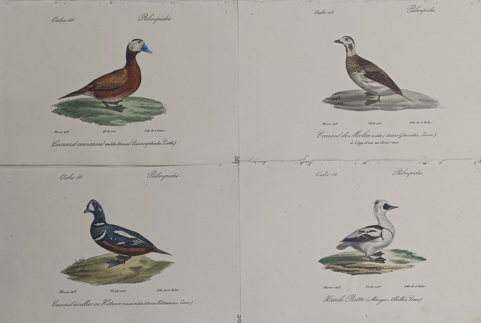 Jean Werner – Set of 4: Ornithological Studies of Sea Ducks and Mergansers (1 of 2)