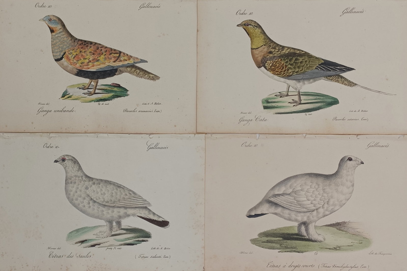 Jean Werner – Set of 4: Ornithological Studies of Sandgrouse and Ptarmigans (1 of 2)