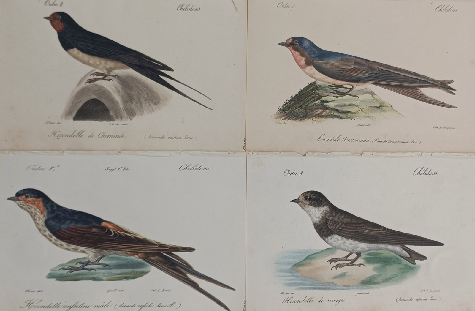 Jean Werner – Set of 4: Ornithological Studies of Swallows and Martins – Hand-coloured (1 of 2)
