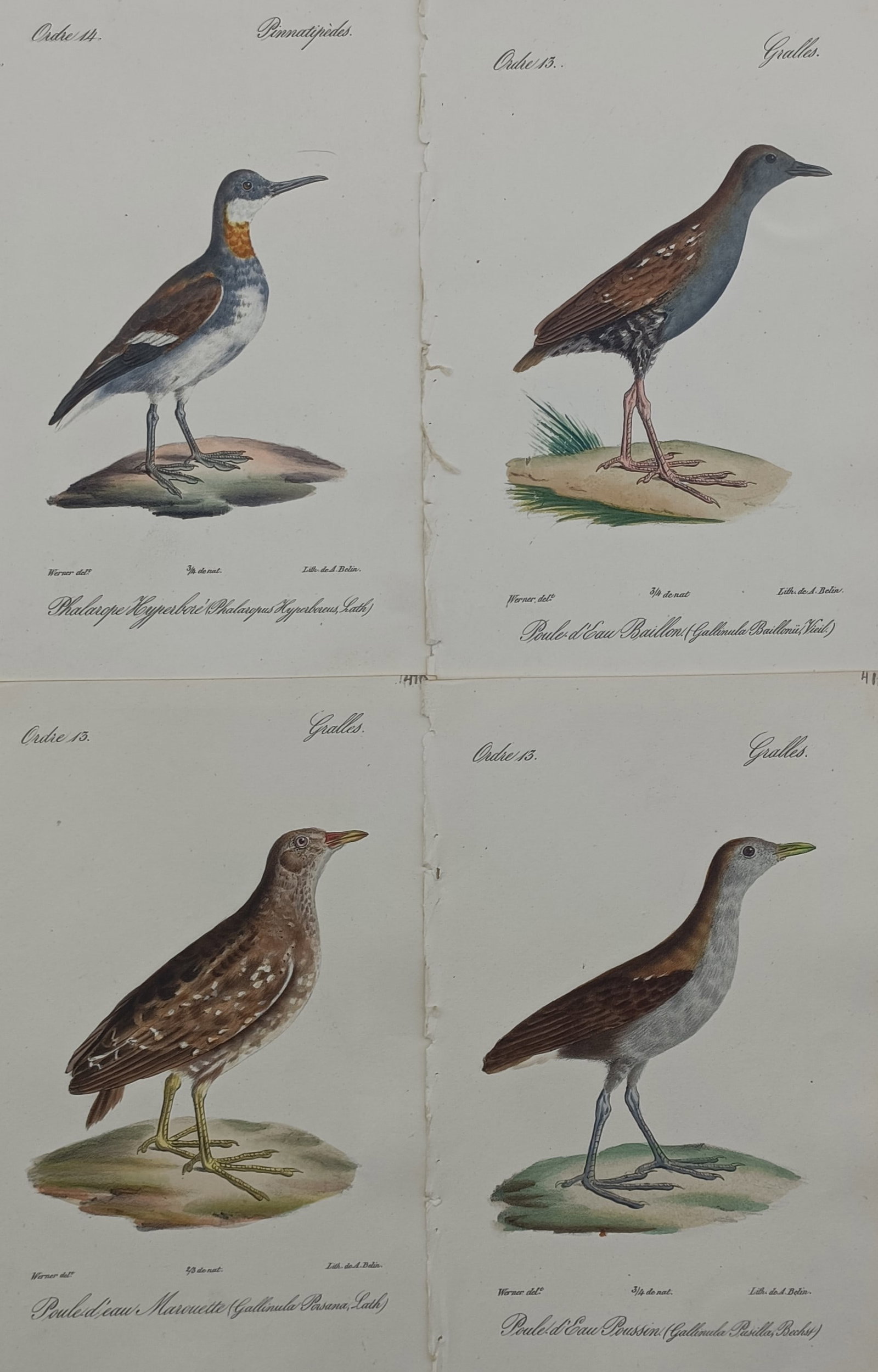 Jean Werner – Set of 4: Ornithological Studies of Wading Birds and Crakes (1 of 2)