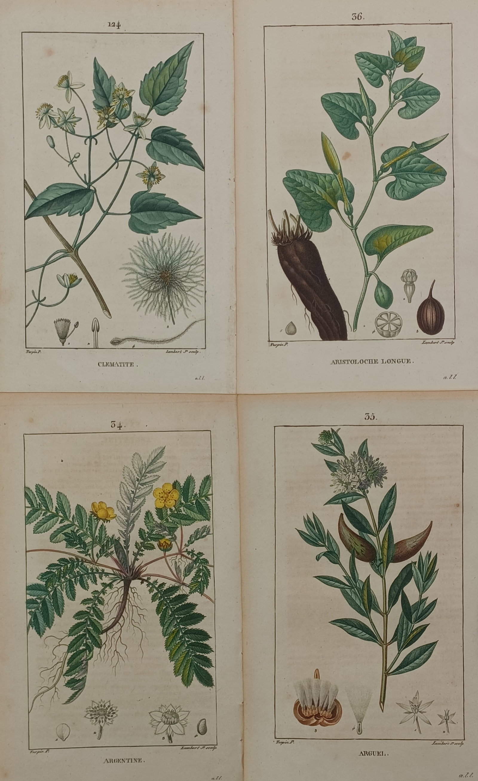 Pierre Turpin – Set of 4: Botanical Studies of Clematis, Birthwort, Silverweed, and Swallow-wort (1 of 2)