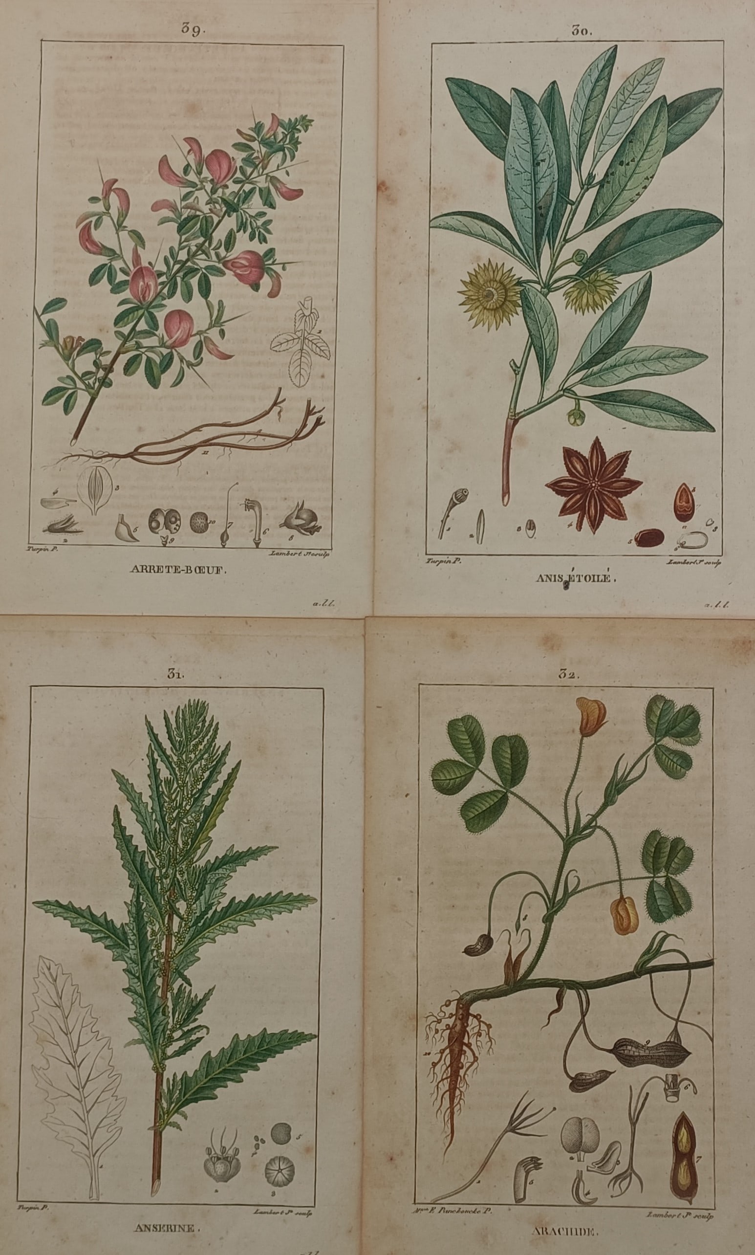 Pierre Turpin – Set of 4: Botanical Studies of Restharrow, Star Anise, Bugloss, and Wild Licorice (1 of 2)