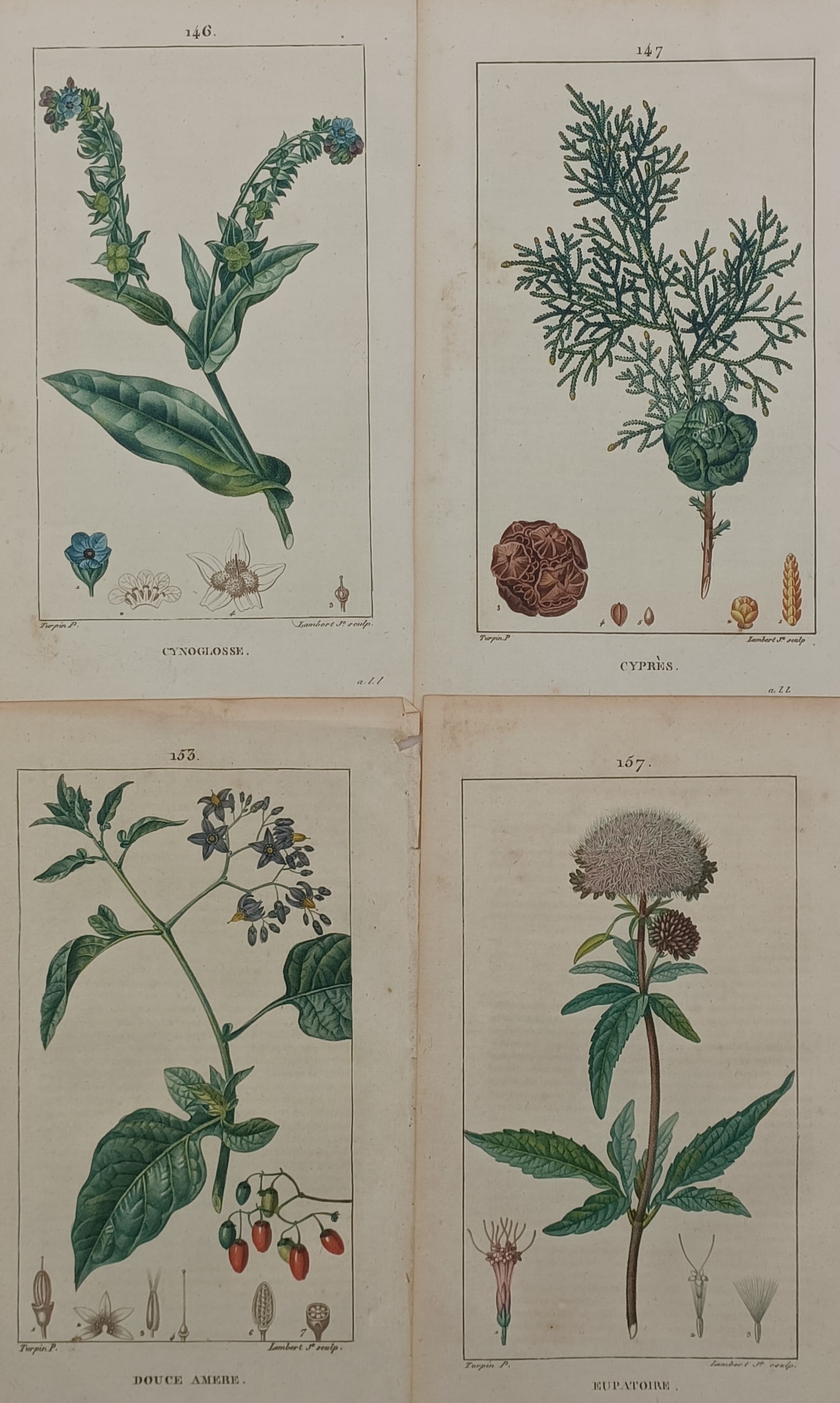 Pierre Turpin – Set of 4: Botanical Studies of Alkanet, Cypress, Nightshade, and Hemp-agrimony: "Leçons de Flore" presents a set of four individual analytical botanical plates displaying the detailed structural anatomy of various European medicinal and woody plants. The composition features fou