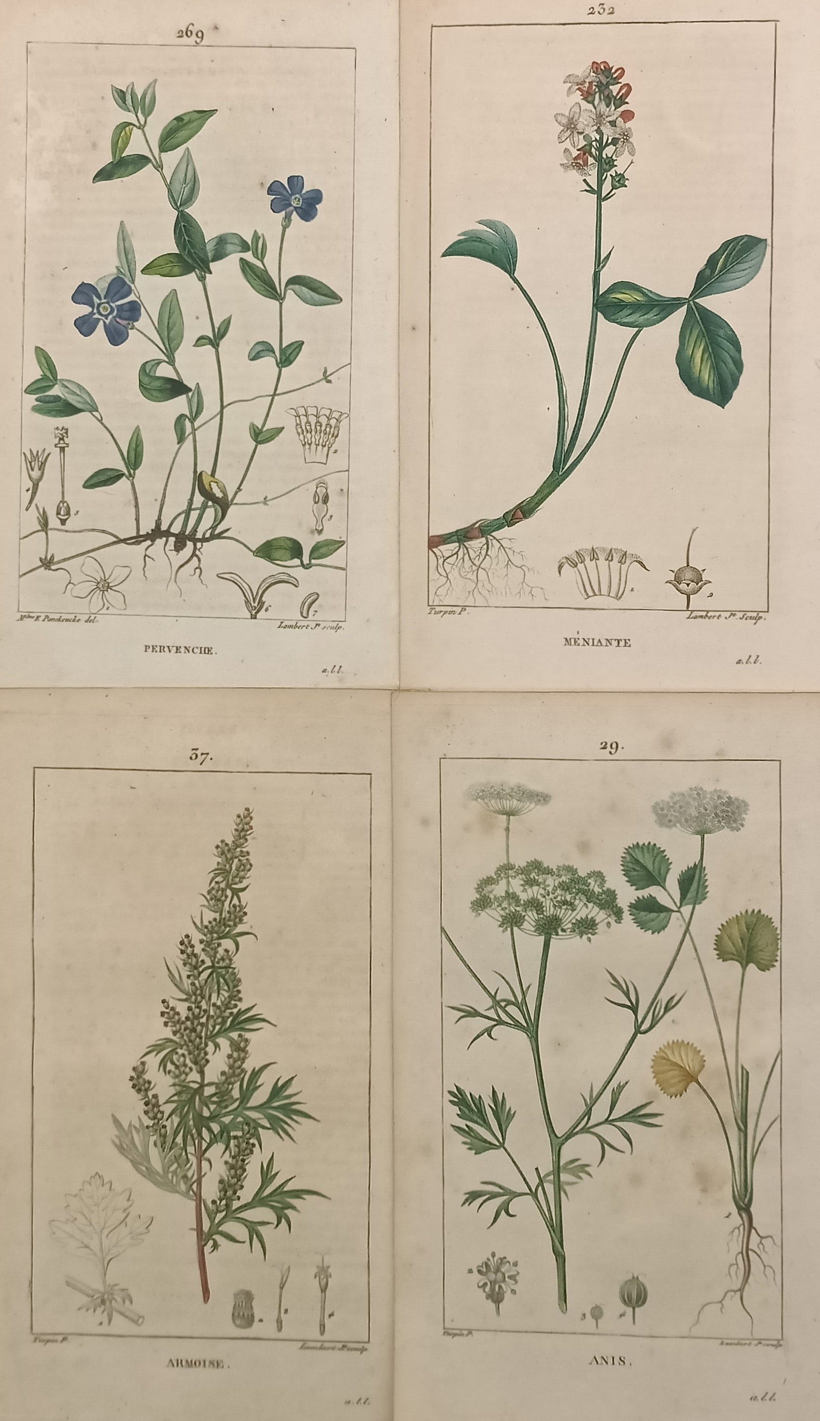 Pierre Turpin – Set of 4: Botanical Studies of Periwinkle, Buckbean, Wormwood, and Anise: "Leçons de Flore" presents a set of four individual analytical botanical plates displaying the detailed structural anatomy of various European medicinal and aromatic plants. The composition features 