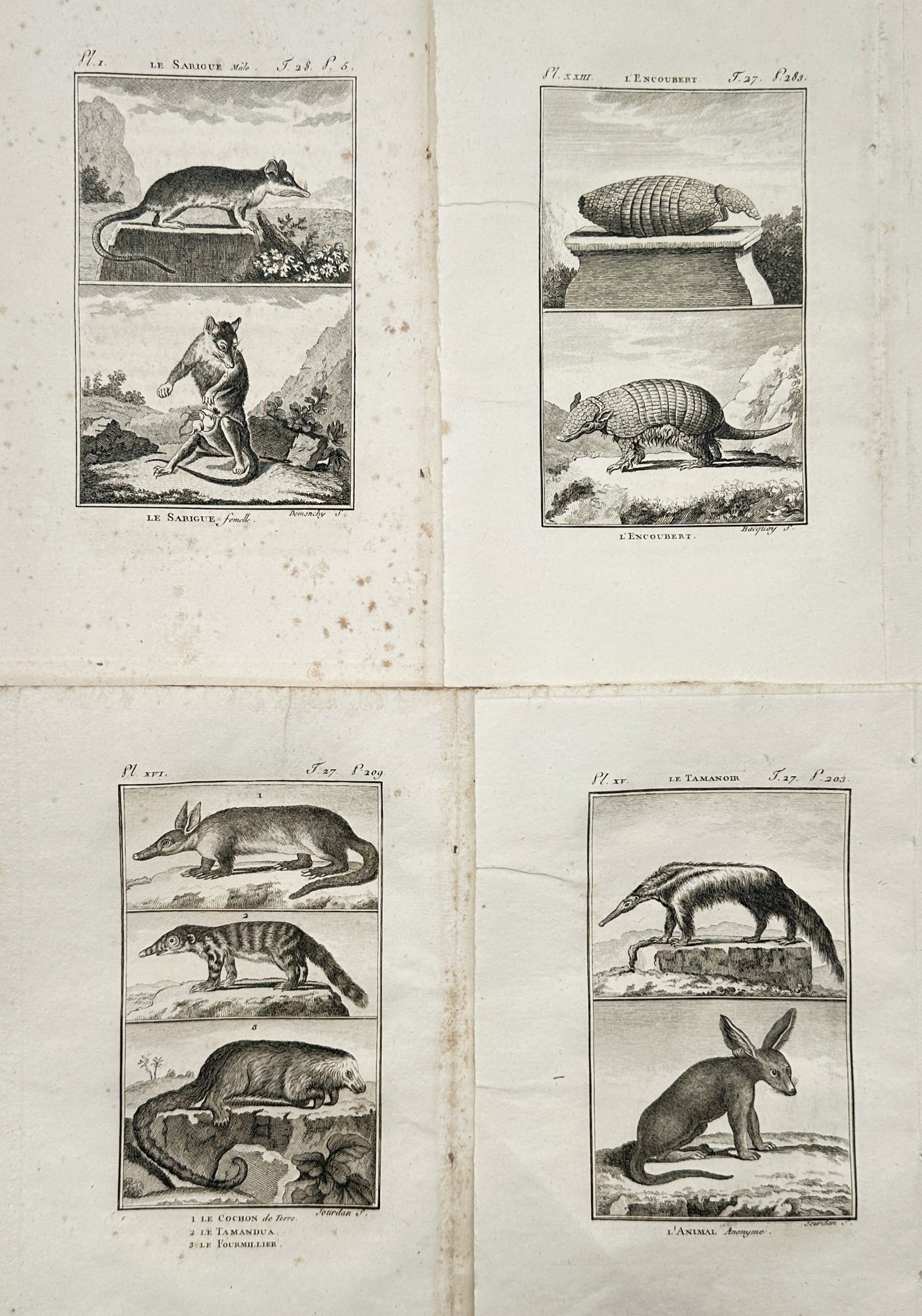 Georges-Louis Leclerc, Comte de Buffon – Set of 4: Plates from Histoire Naturelle – Engraving: "Le Sarigue" is part of a four-plate ensemble showcasing diverse exotic and native quadrupeds depicted in classical natural history format. The works present detailed zoological profiles of various sm
