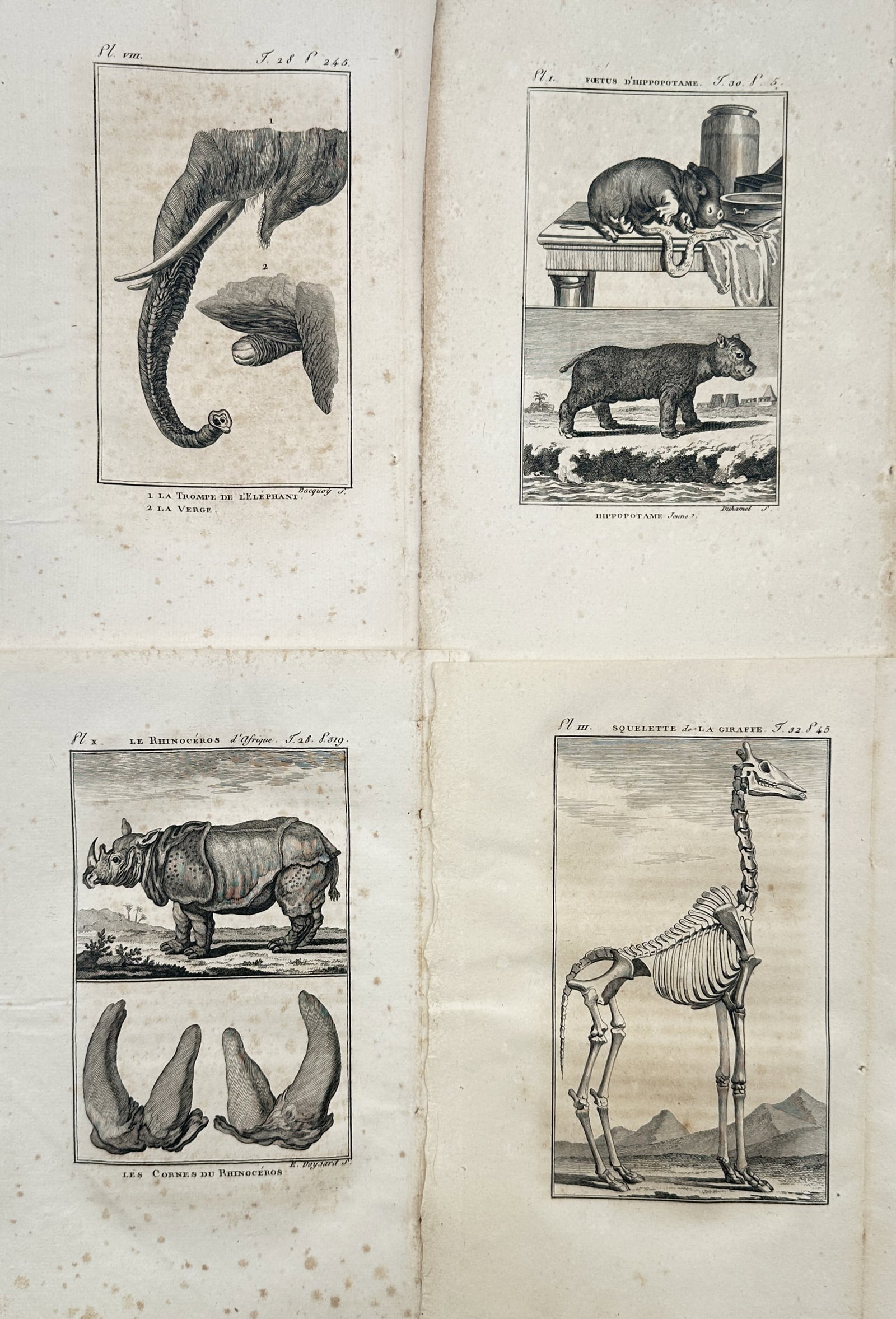 Georges-Louis Leclerc, Comte de Buffon – Set of 4: Zoological and Anatomical Studies – Engraving (1 of 2)