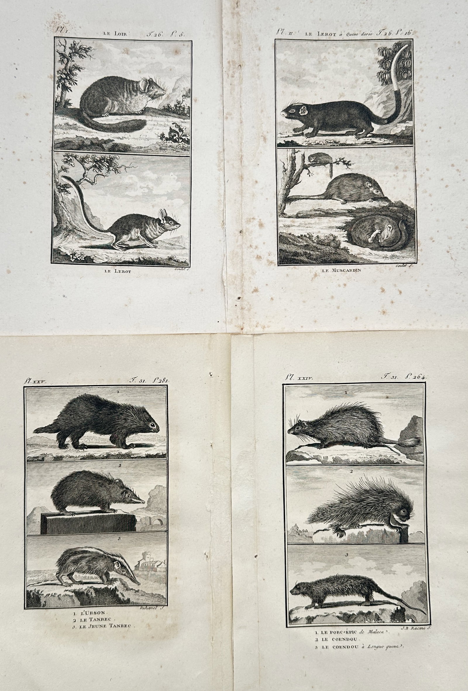 Georges-Louis Leclerc, Comte de Buffon – Set of 4: Studies of Rodents and Small Mammals: "Le Loir" is part of a four-plate ensemble showcasing various small rodents, insectivores, and spiny mammals in traditional natural history arrangements. The works feature detailed zoological renderin