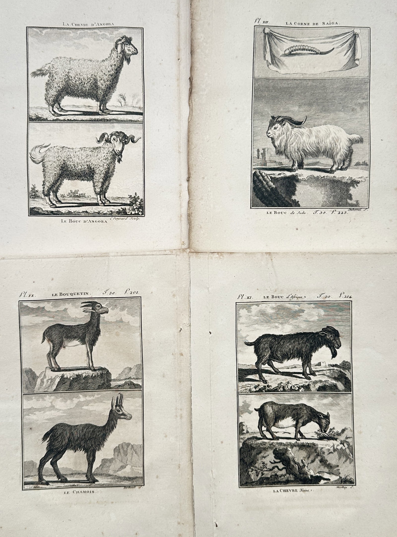 Georges-Louis Leclerc, Comte de Buffon – Set of 4: Studies of Goats and Caprines – Engraving: "La Chevre d Angora" is part of a four-plate ensemble focusing on domestic and wild caprine species from around the world. The prints depict detailed zoological illustrations of Angora goats, a Judaic