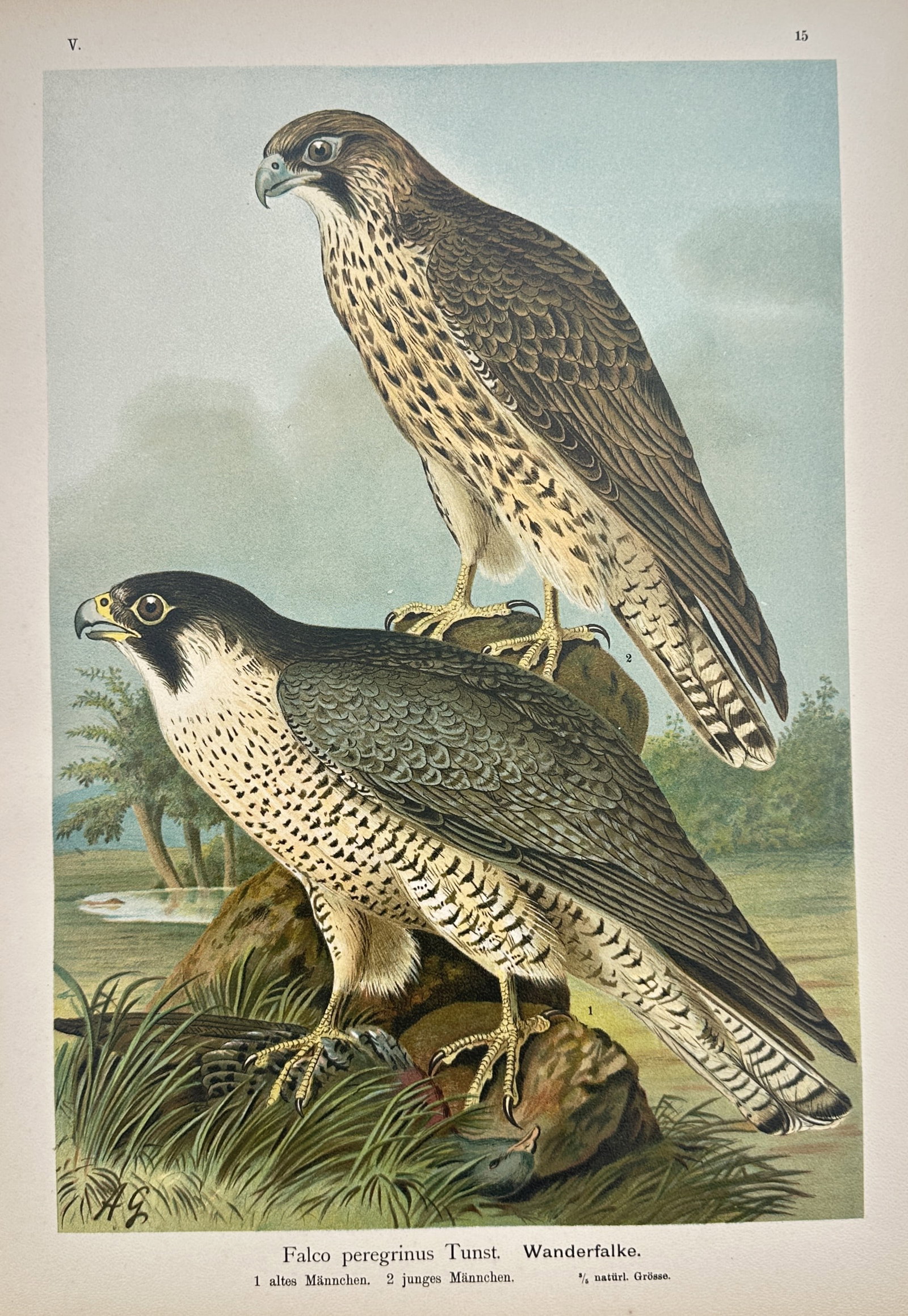 Johann Andreas Naumann (1744–1826) – Peregrine Falcon – Chromolithograph (1900) (1 of 2)