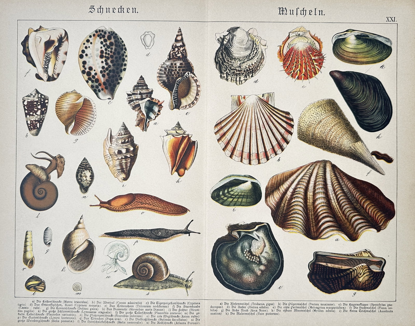 Gotthilf Heinrich von Schubert (1780–1860) – Studies of Gastropods and Bivalves – Lithograph (1 of 2)