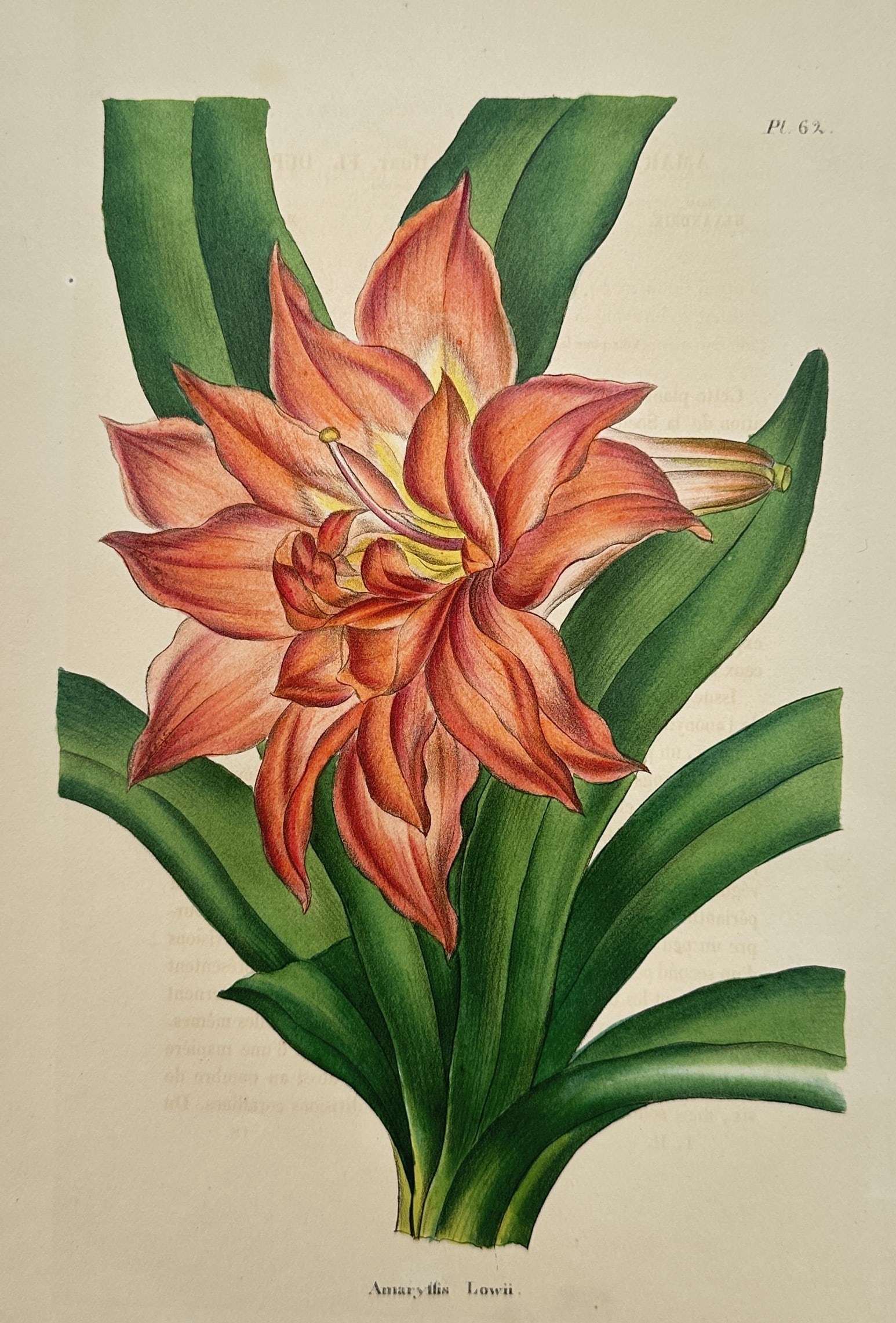 Charles Morren (1807–1858) – Amaryllis Lowii – Chromolithograph (1850) (1 of 2)