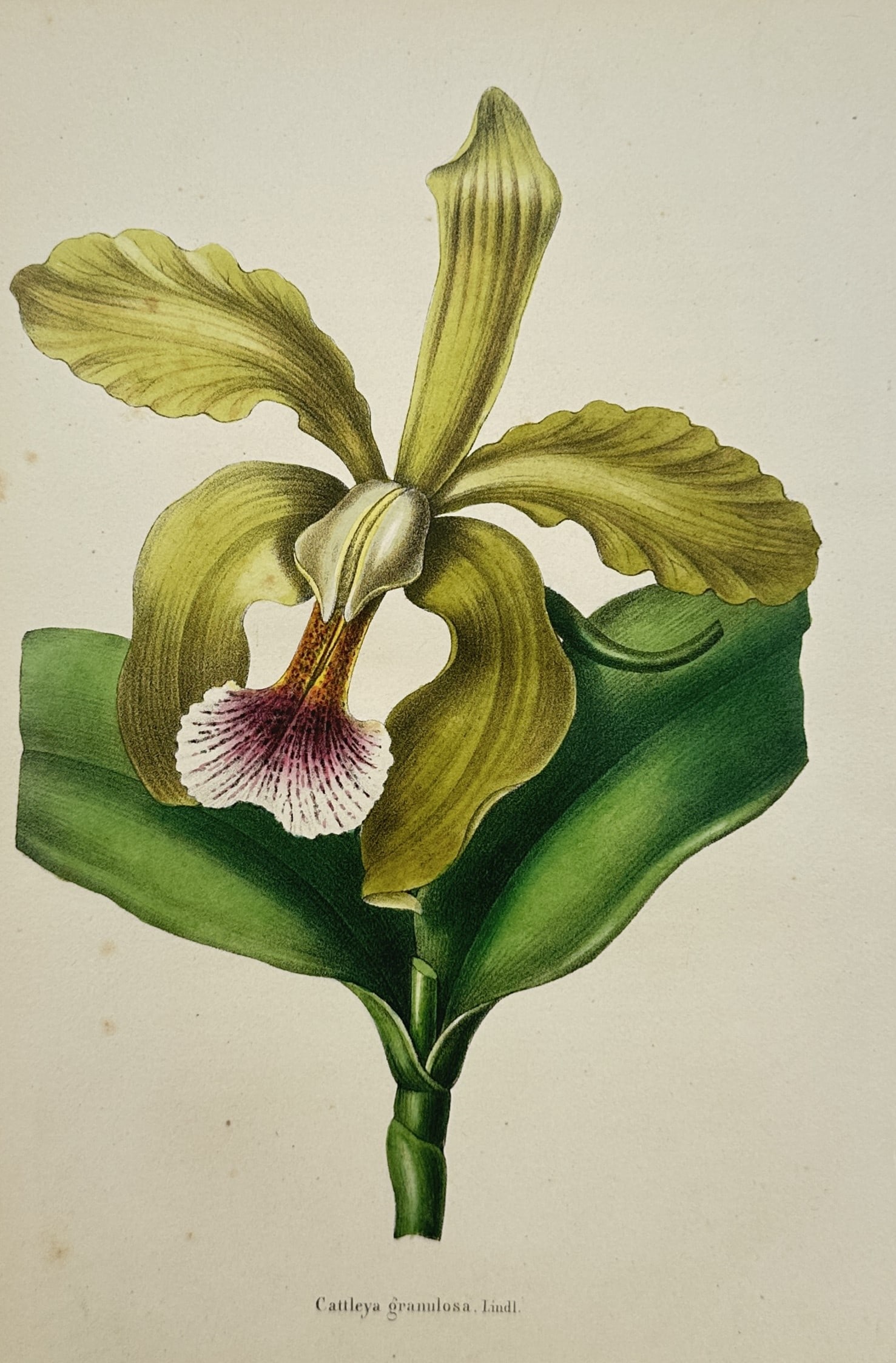 Charles Morren (1807–1858) – Cattleya granulosa – Chromolithograph (1850) (1 of 2)