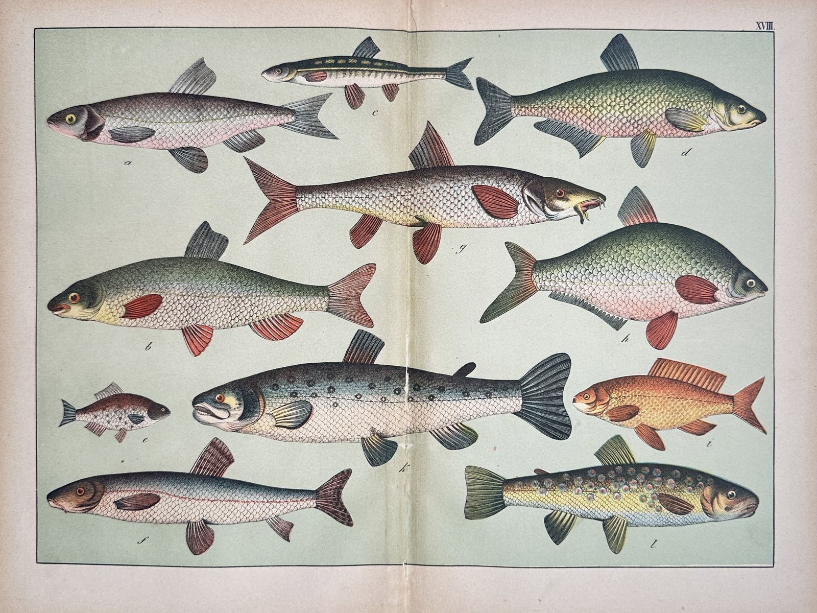 Jakob Ferdinand Schreiber – Comparative Ichthyological Study of European Fishes: "Comparative Ichthyological Study of European Fishes" presents a detailed multi-subject natural history plate displaying various freshwater fish species arranged across a muted green background. The c