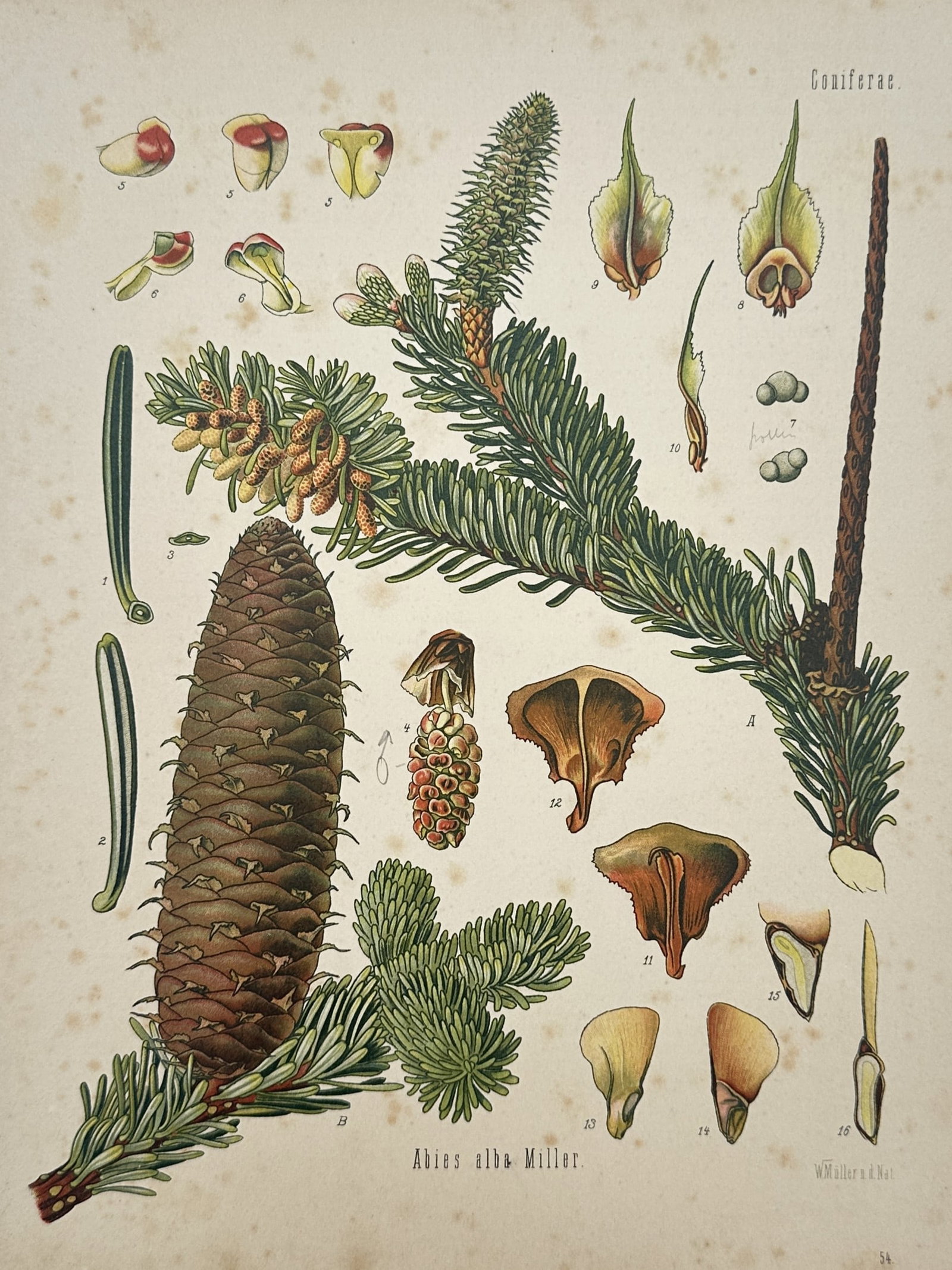 Franz Eugen Köhler (1889–1913) – Botanical Study of the Silver Fir – Chromolithograph (1887) (1 of 2)