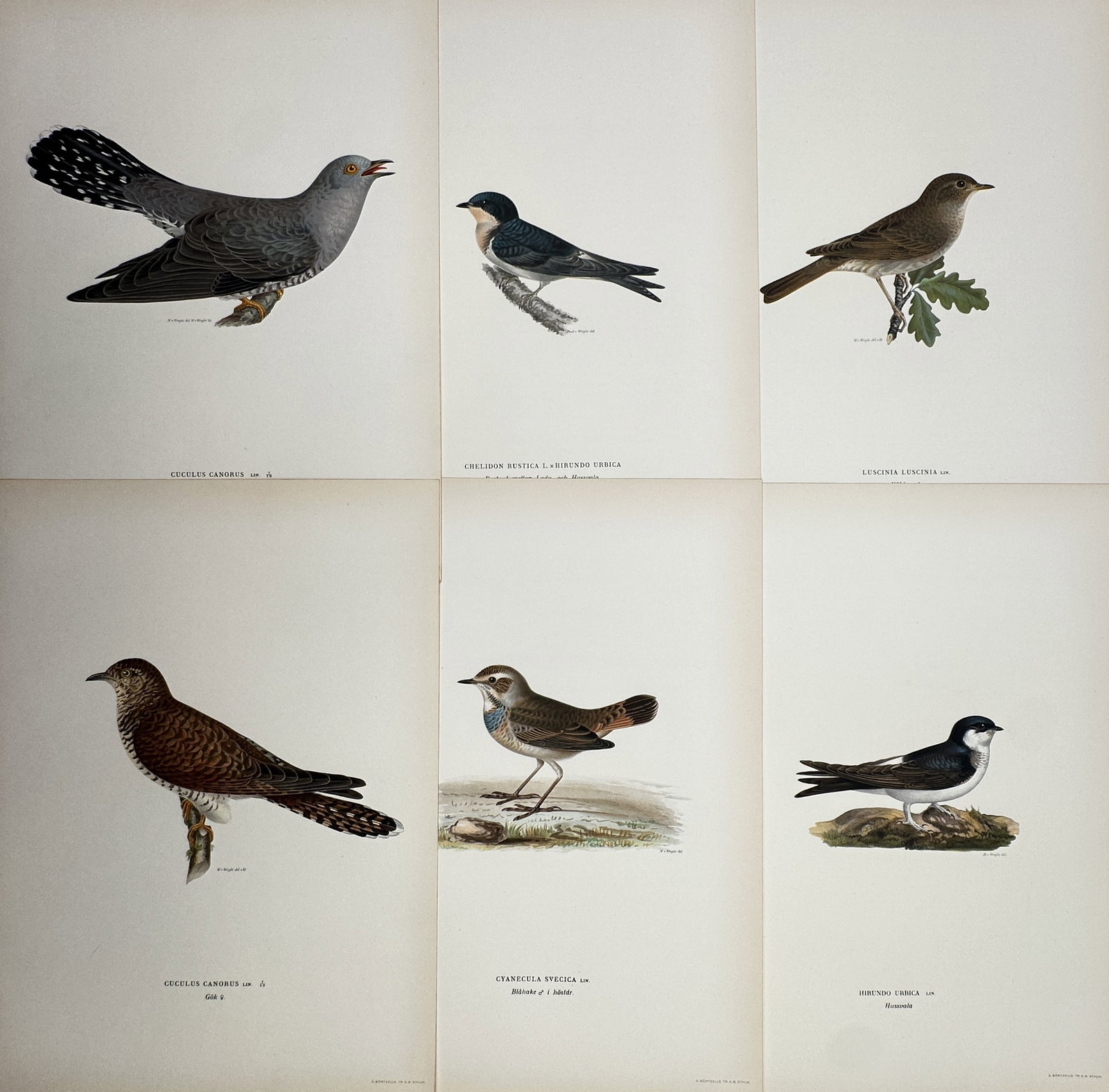Magnus von Wright – Set of 6: Ornithological Studies of European Passerines and Cuckoos (1 of 2)