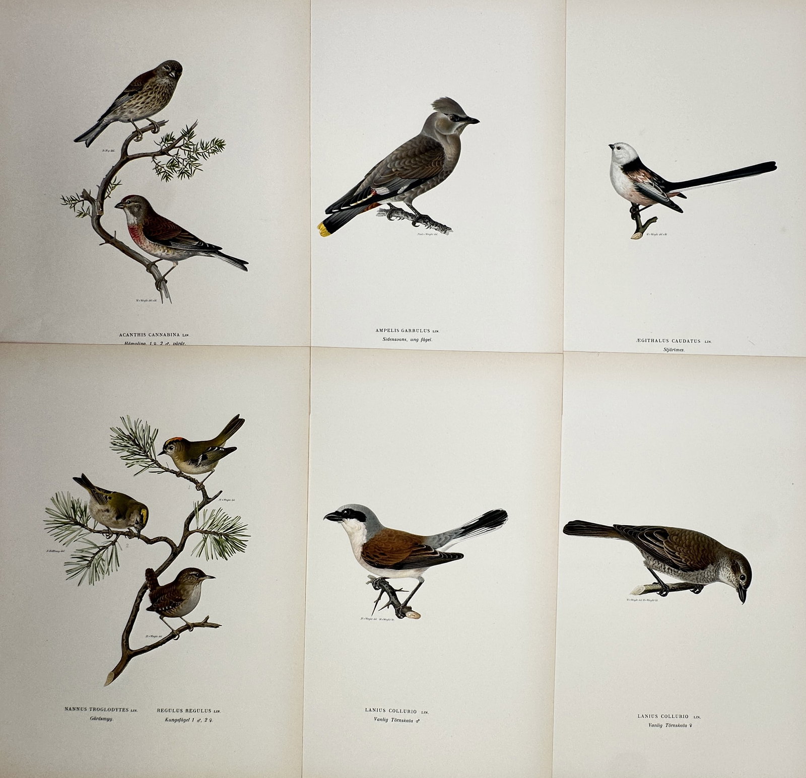 Magnus von Wright – Set of 6: Ornithological Studies of European Passerines and Songbirds (1 of 2)