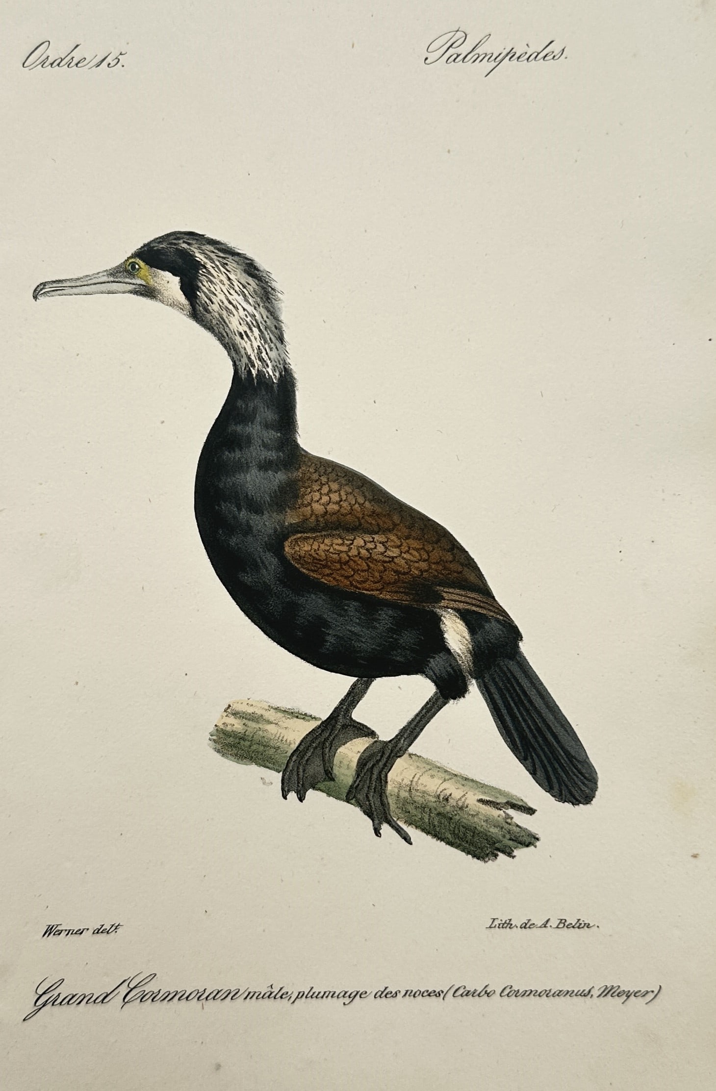 Jean Werner – Ornithological Study of a Great Cormorant – Hand-coloured Lithograph (1828) (1 of 2)