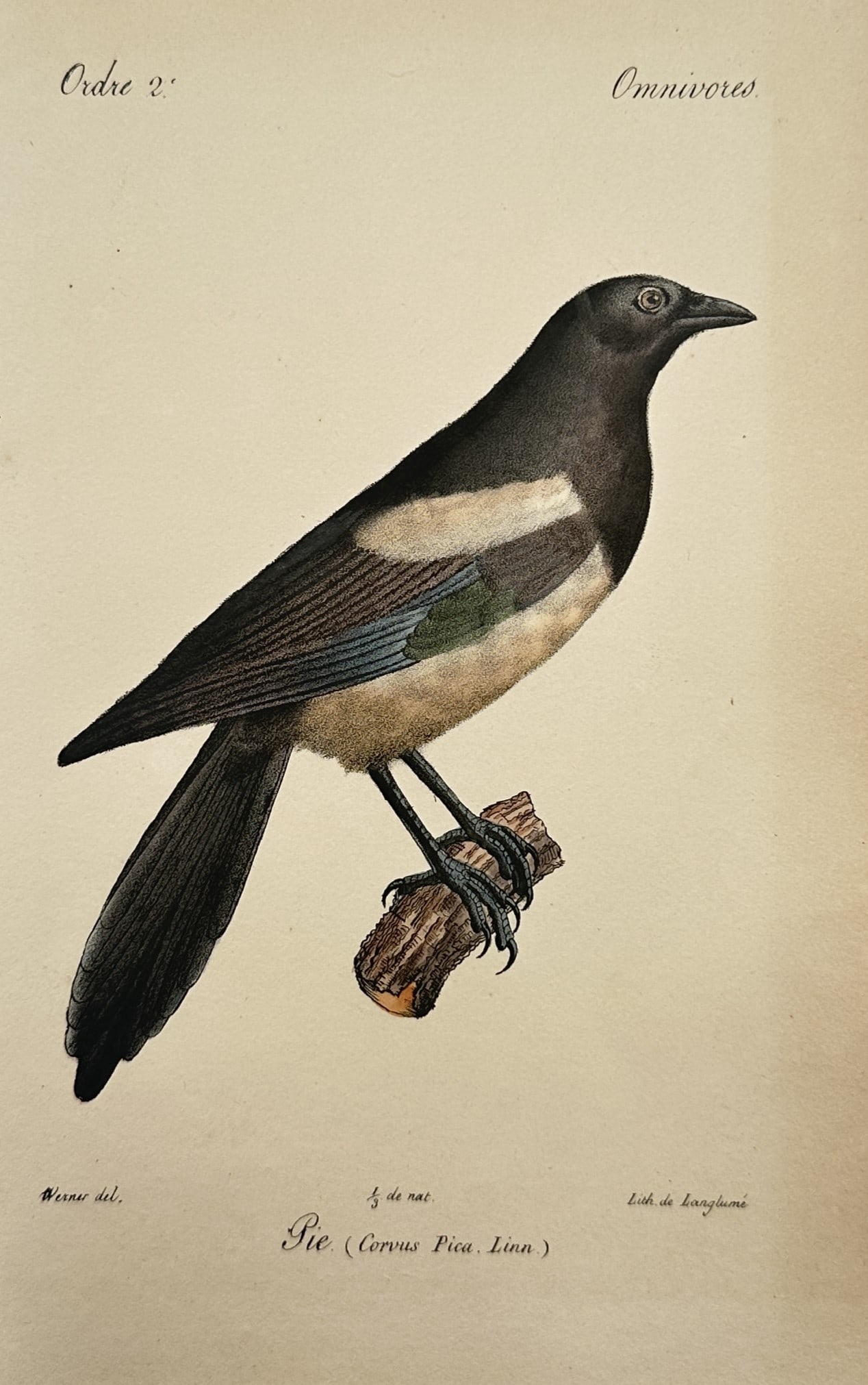 Jean Werner – Ornithological Study of a Eurasian Magpie – Hand-coloured Lithograph (1828): "Histoire Naturelle des Oiseaux d'Europe" presents an individual ornithological plate displaying a detailed profile of a Eurasian magpie. The composition features the omnivorous bird perched on a smal