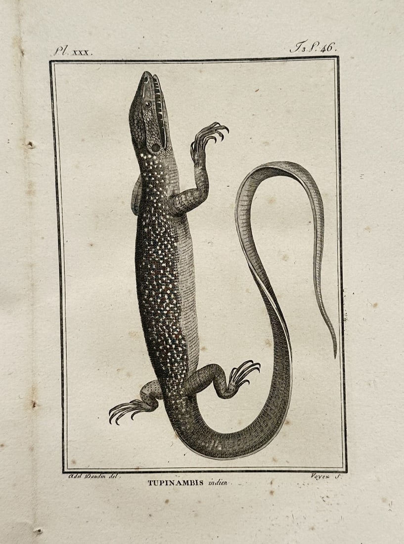 Georges-Louis Leclerc, Comte de Buffon – Herpetological Study of a Tupinambis Lizard: "Histoire Naturelle, Générale et Particulière" presents an individual zoological plate displaying a detailed dorsal view of a Tupinambis lizard, commonly known as a tegu. The composition features t