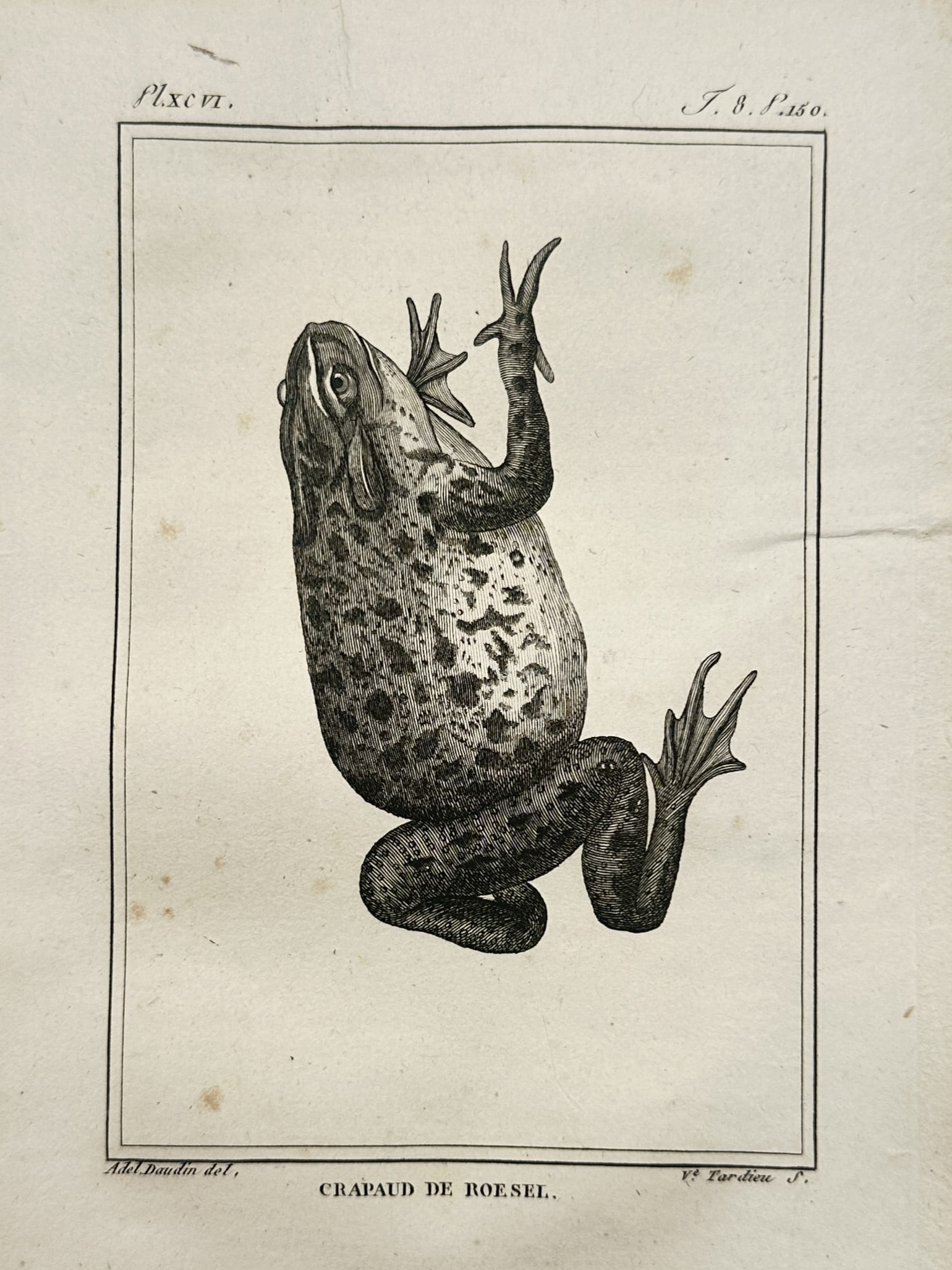 Georges-Louis Leclerc, Comte de Buffon – Herpetological Study of Roesel's Toad: "Histoire Naturelle, Générale et Particulière" presents an individual zoological plate displaying a detailed anatomical view of a Roesel's toad, an anuran amphibian specimen. The composition featur
