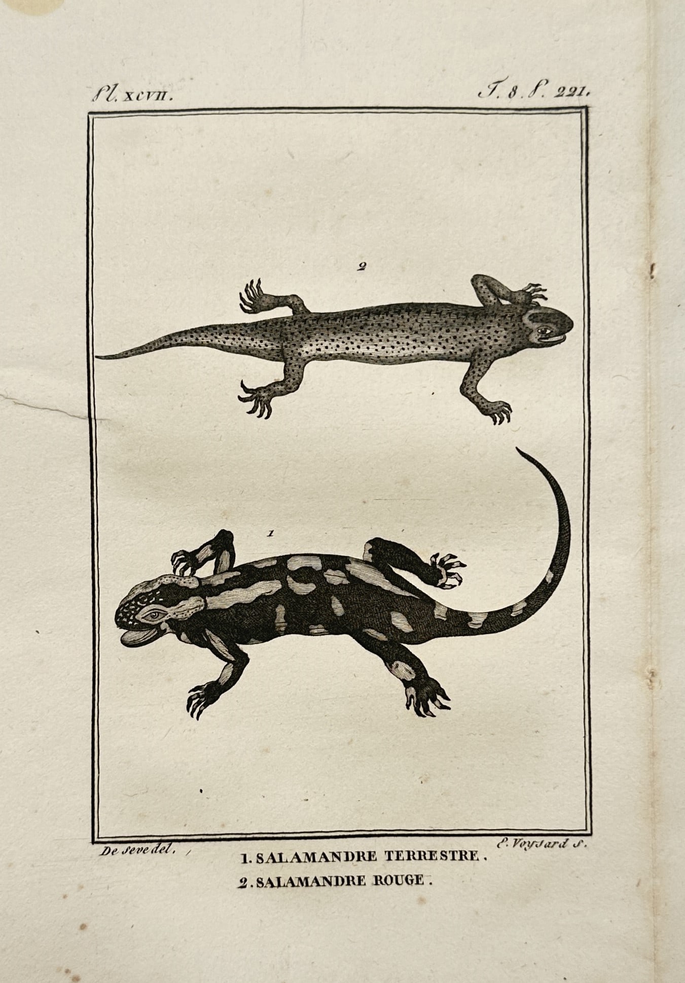 Georges-Louis Leclerc, Comte de Buffon – Herpetological Studies of a Fire Salamander: "Histoire Naturelle, Générale et Particulière" presents an individual zoological plate displaying detailed anatomical views of two caudate amphibians, specifically featuring a fire salamander and a