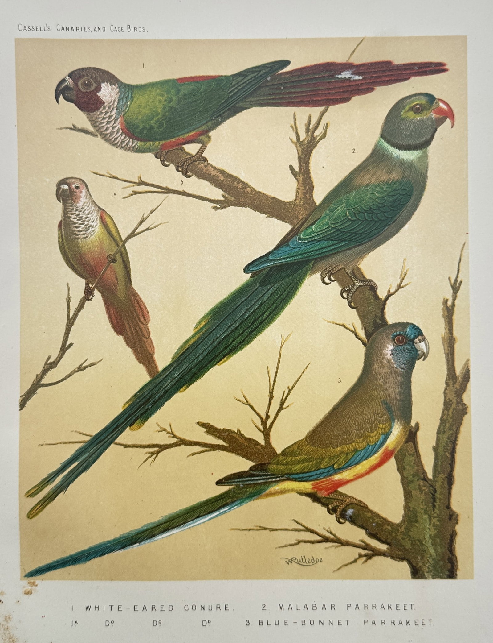 William Rutledge – Ornithological Study of a Conure and Parrakeets – Chromolithograph (1880) (1 of 2)