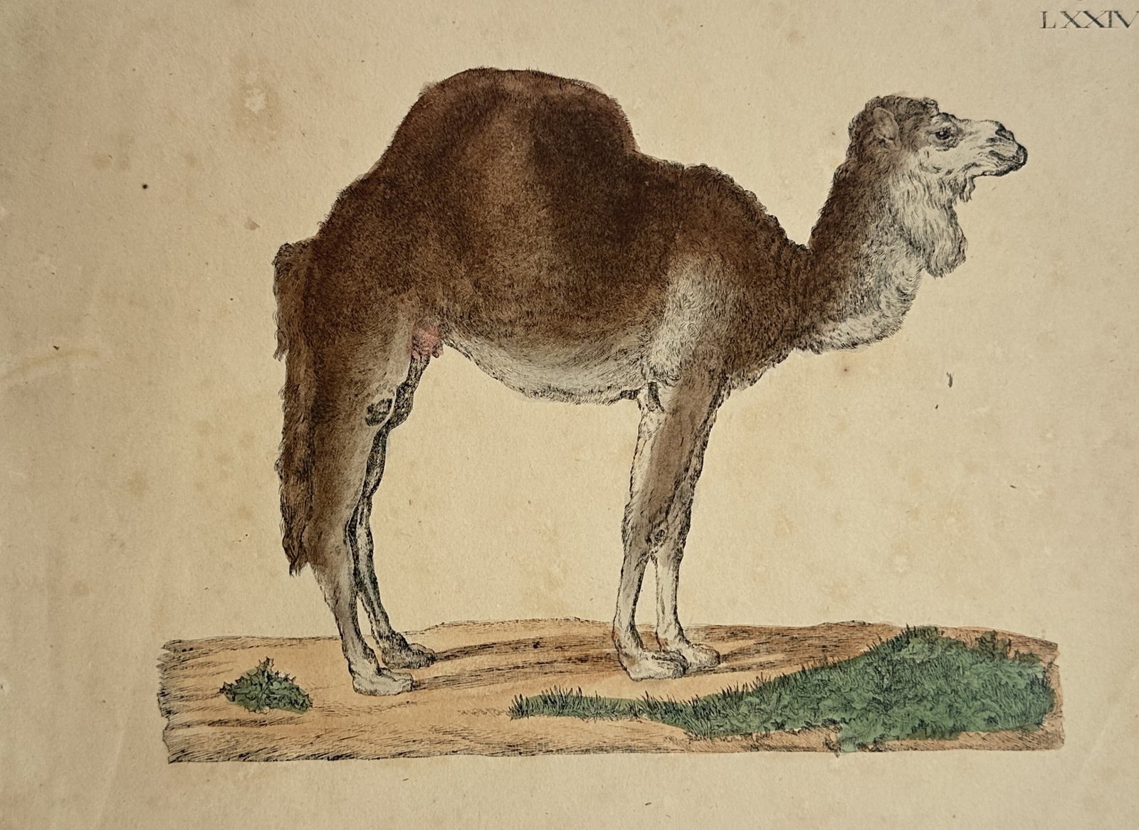 Friedrich Johann Justin Bertuch – Zoological Study of a Dromedary Camel (1 of 2)