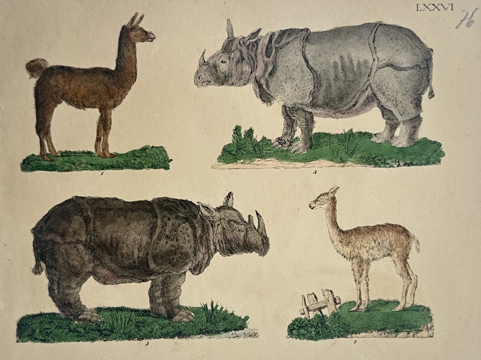 Friedrich Johann Justin Bertuch – Zoological Studies of Rhinoceroses and Camelids (1 of 2)