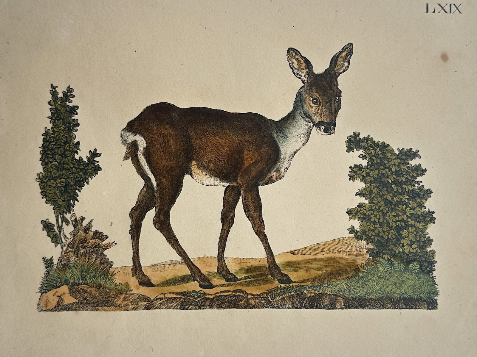 Friedrich Johann Justin Bertuch – Zoological Study of a Female Deer (1 of 2)